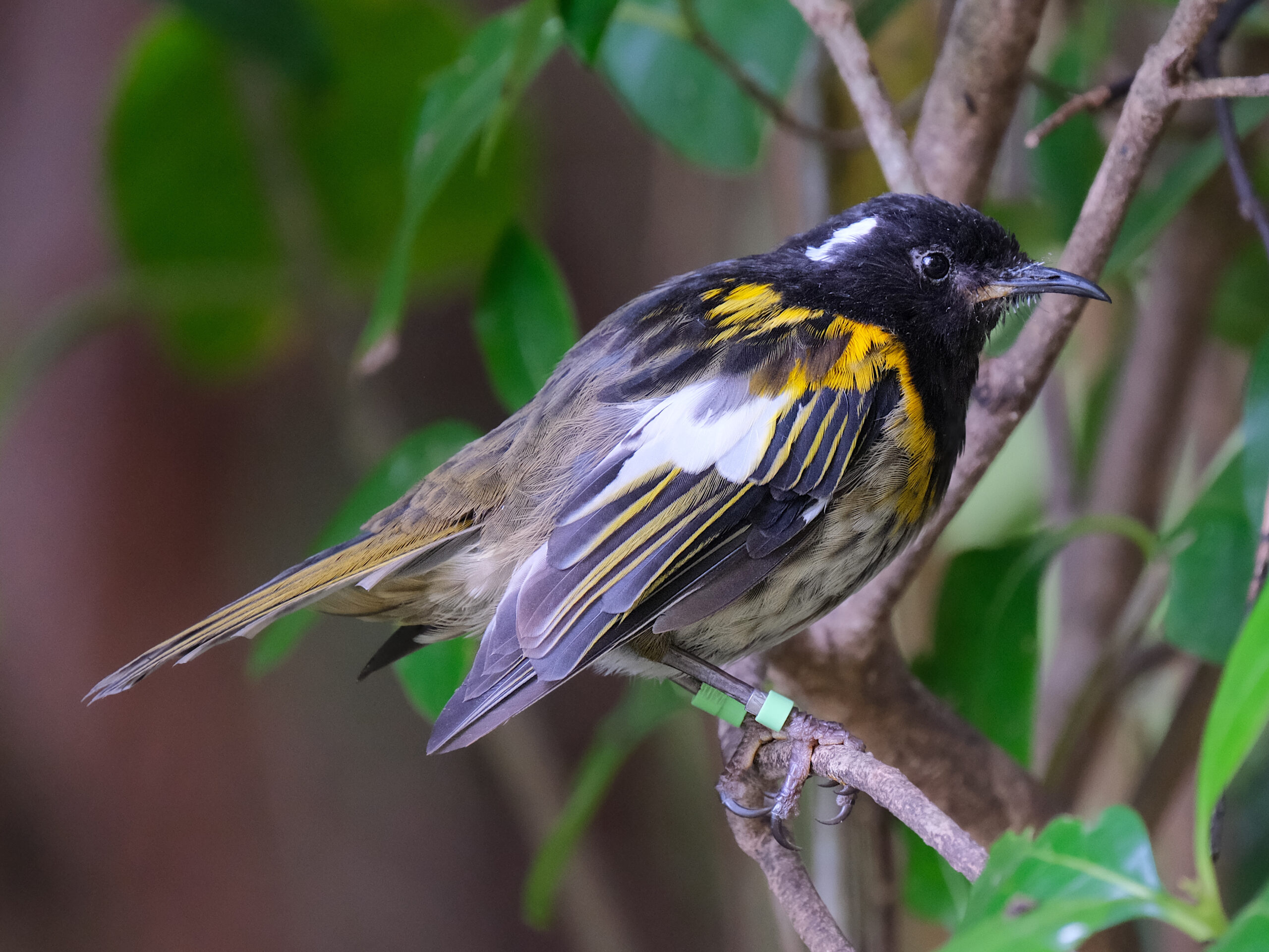 Male hihi perched on a twig (Tiritiri Matangi)