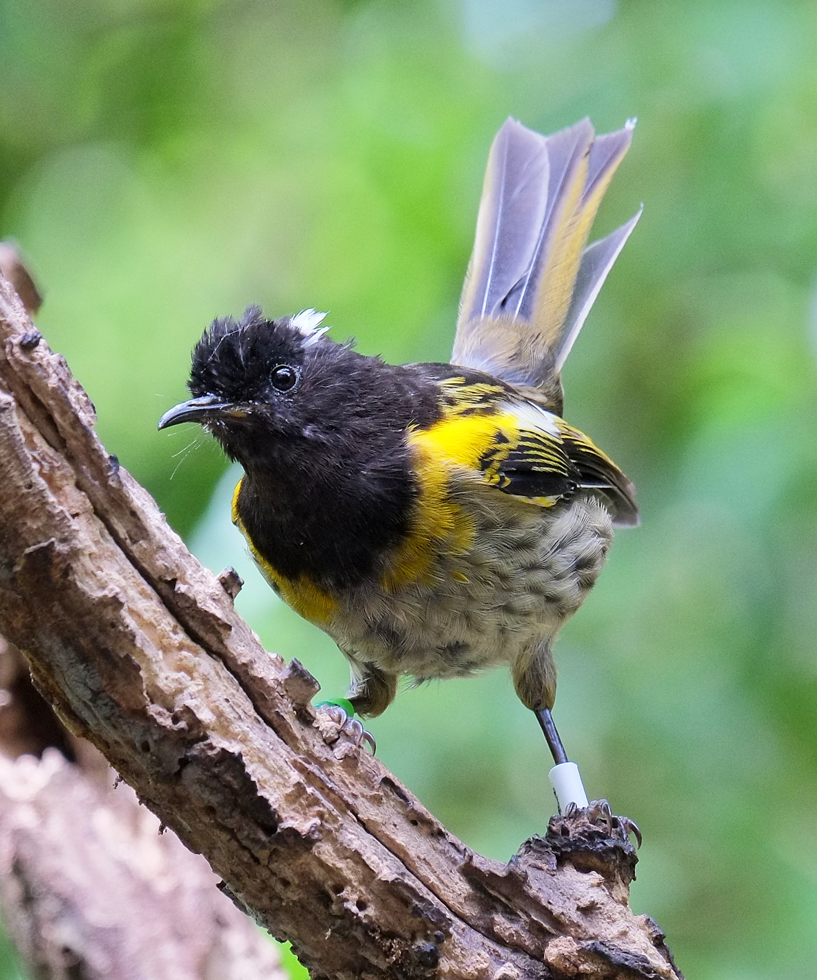 Male hihi standing on a branch (Tiritiri Matangi)
