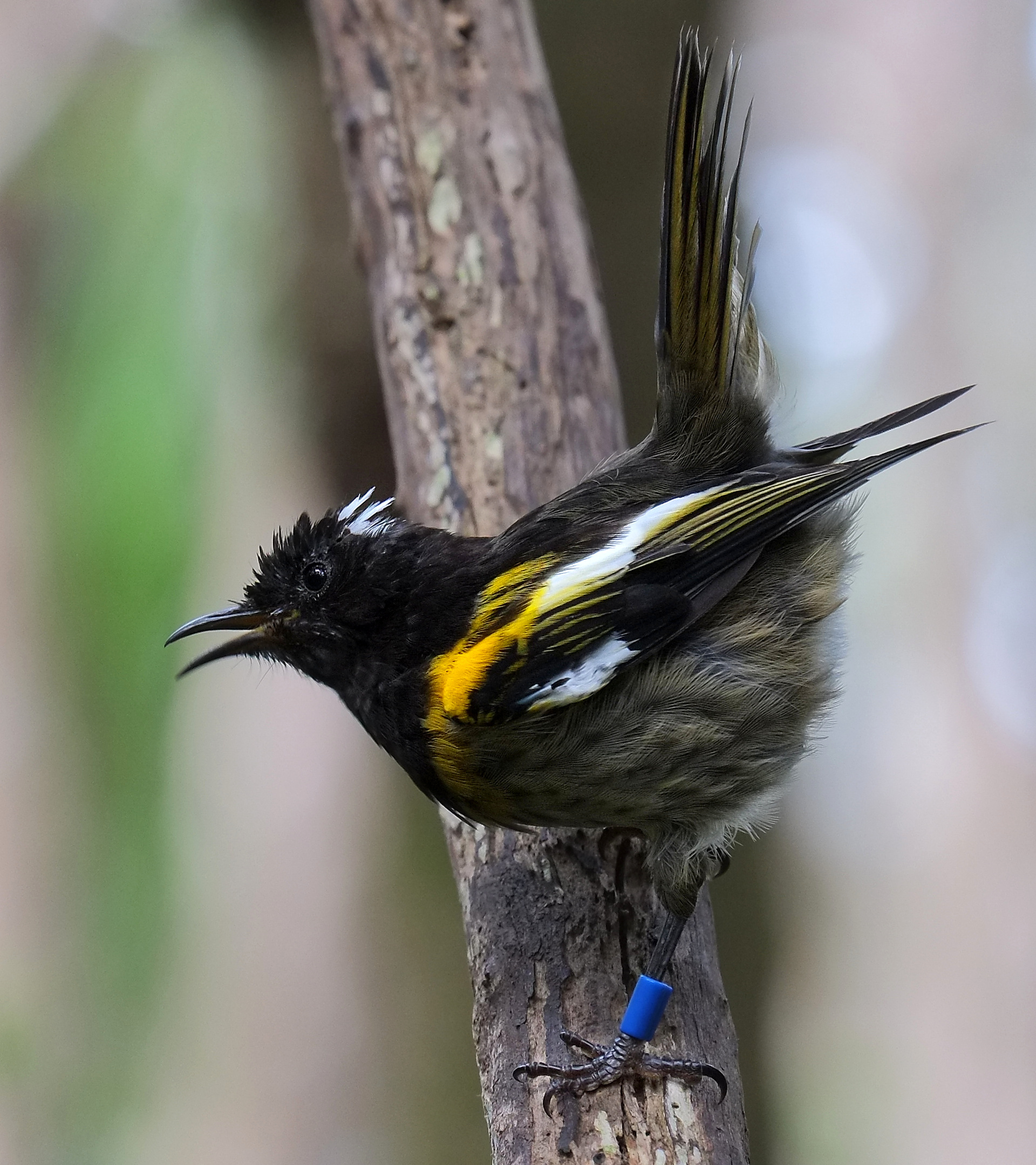 Male hihi standing sideways on a branch, singing (Tiritiri Matangi)