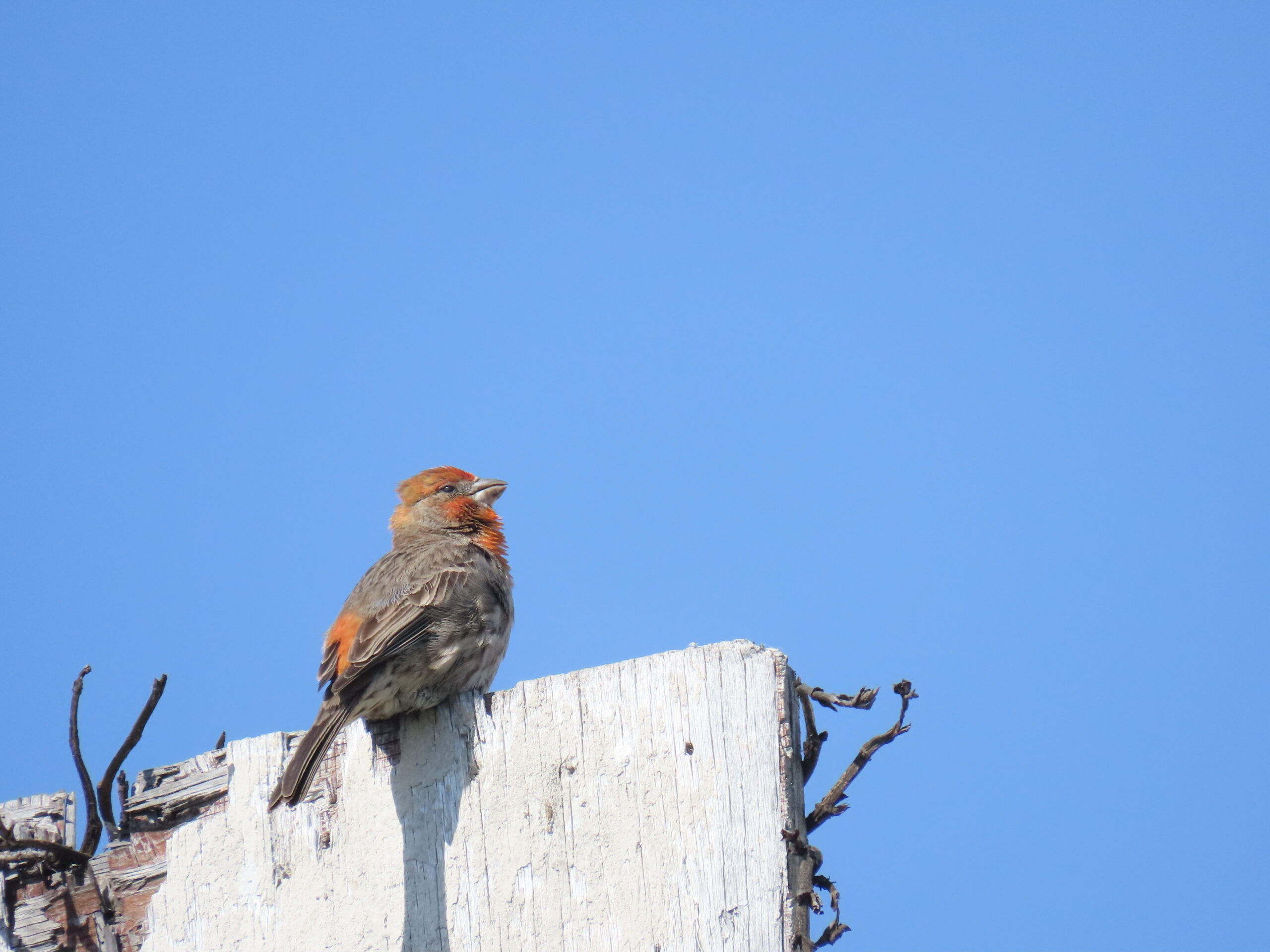 Male house finch, 2023-03-25
