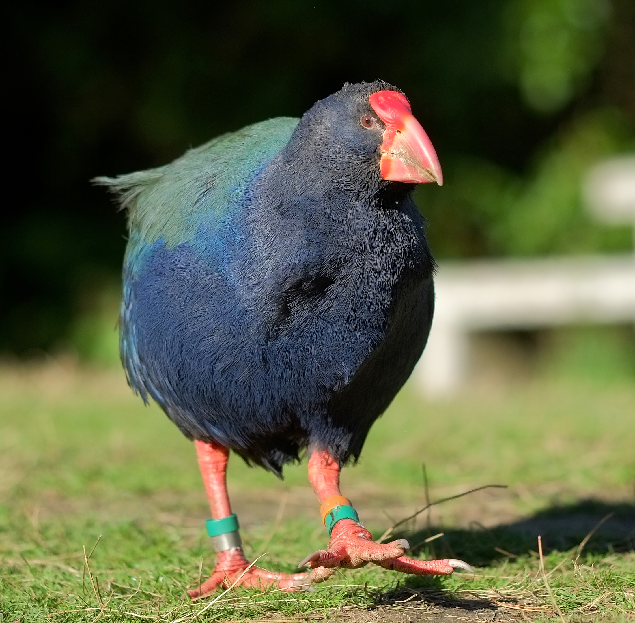 Male takahe walking on grass
