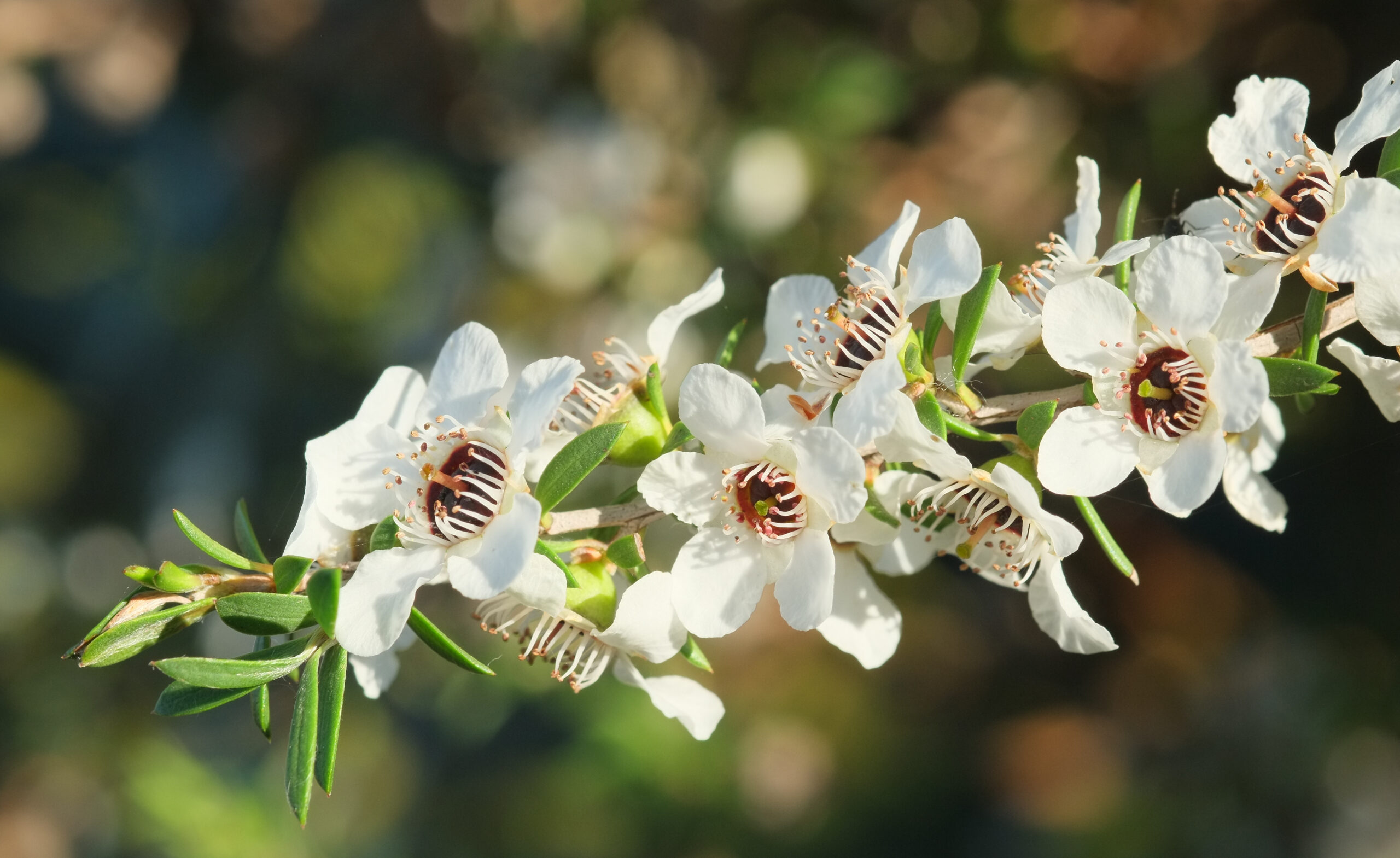 Manuka (Leptospermum scoparium) flowers on a single twig