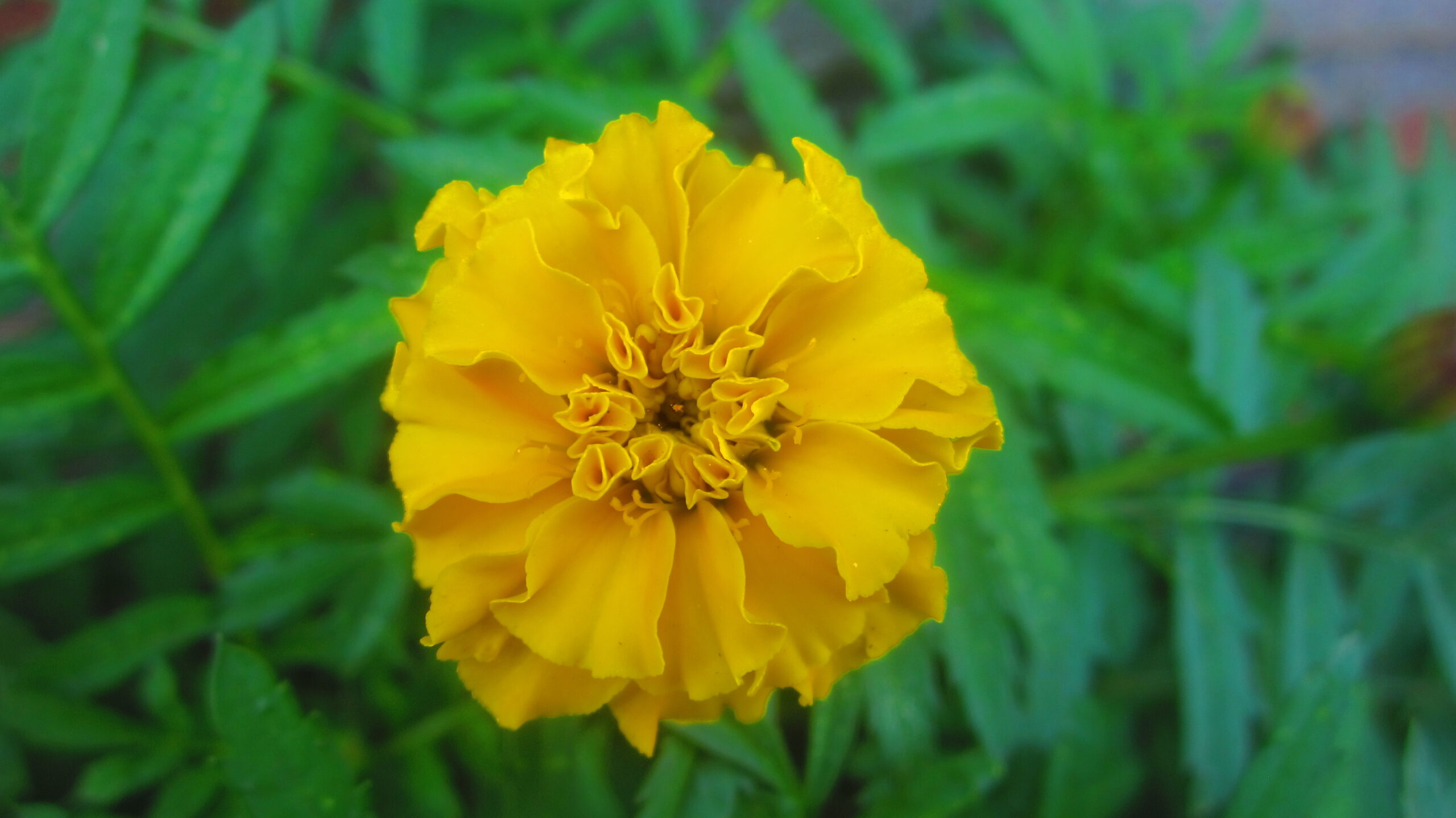 Mari gold Yellow Flower