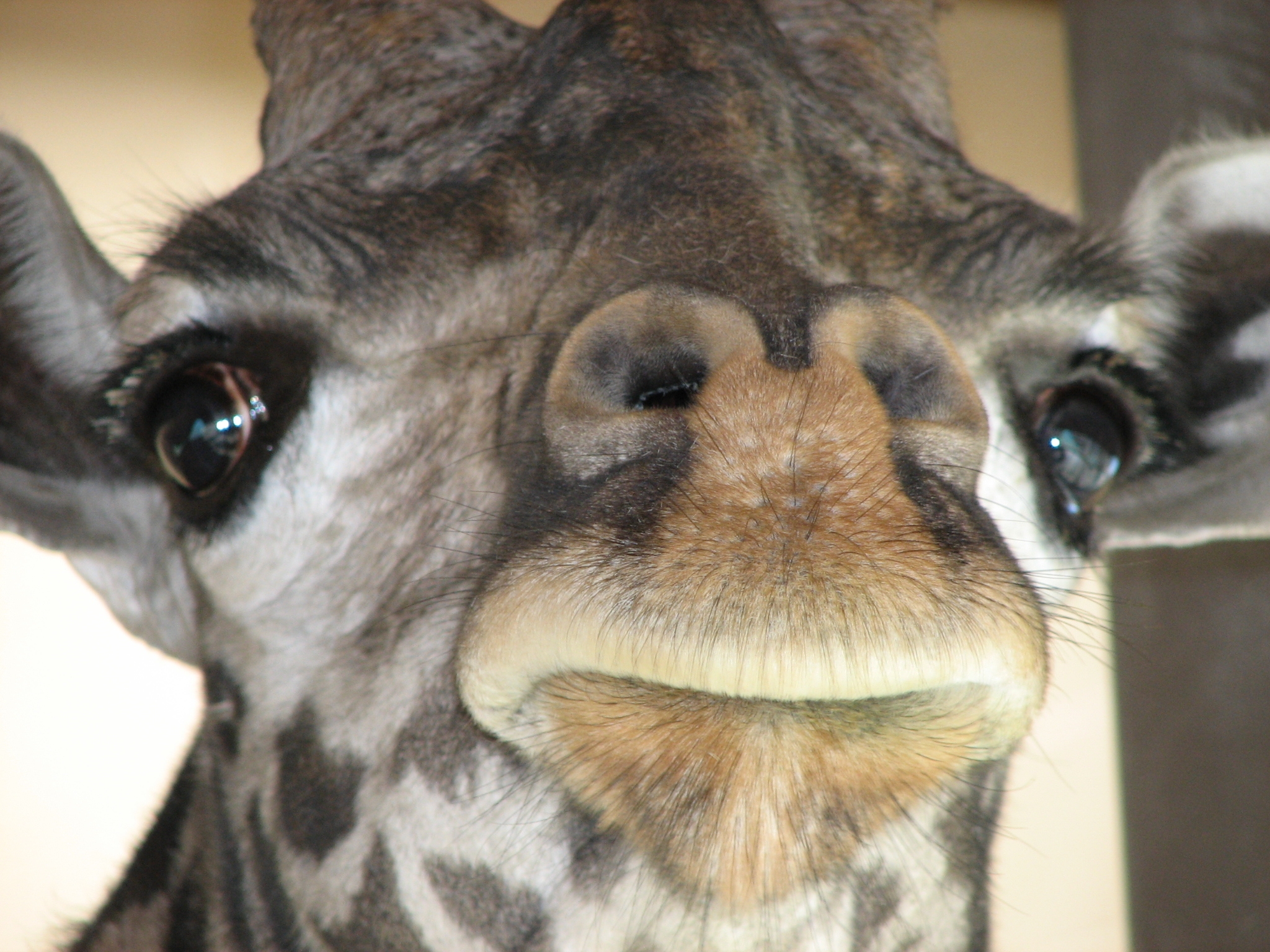 Masai Giraffe 005