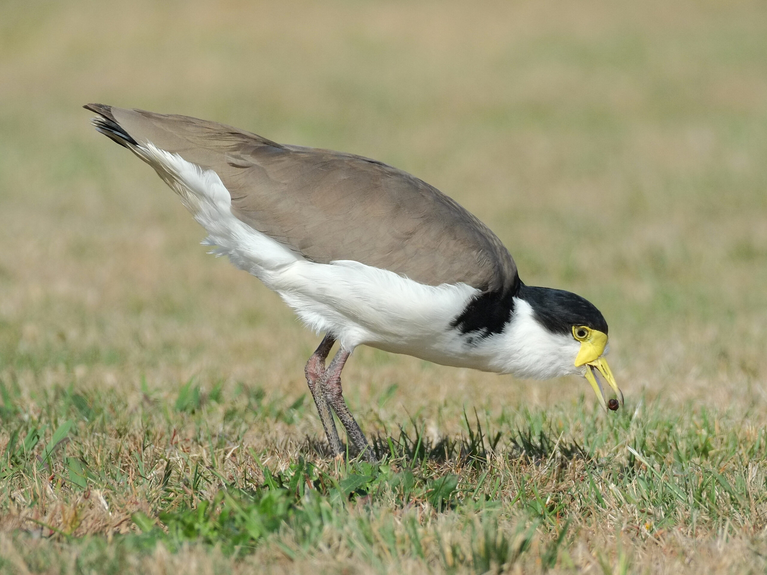 Masked lapwing standing on lawn, eating a beetle