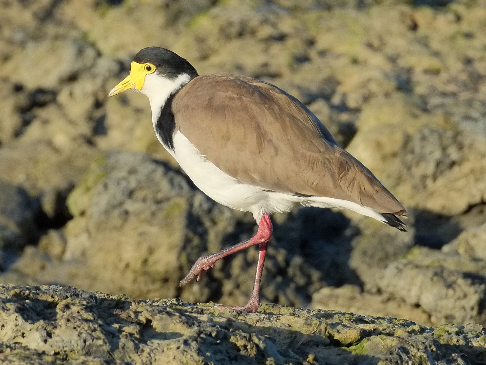 Masked lapwing walking on the rocky foreshore