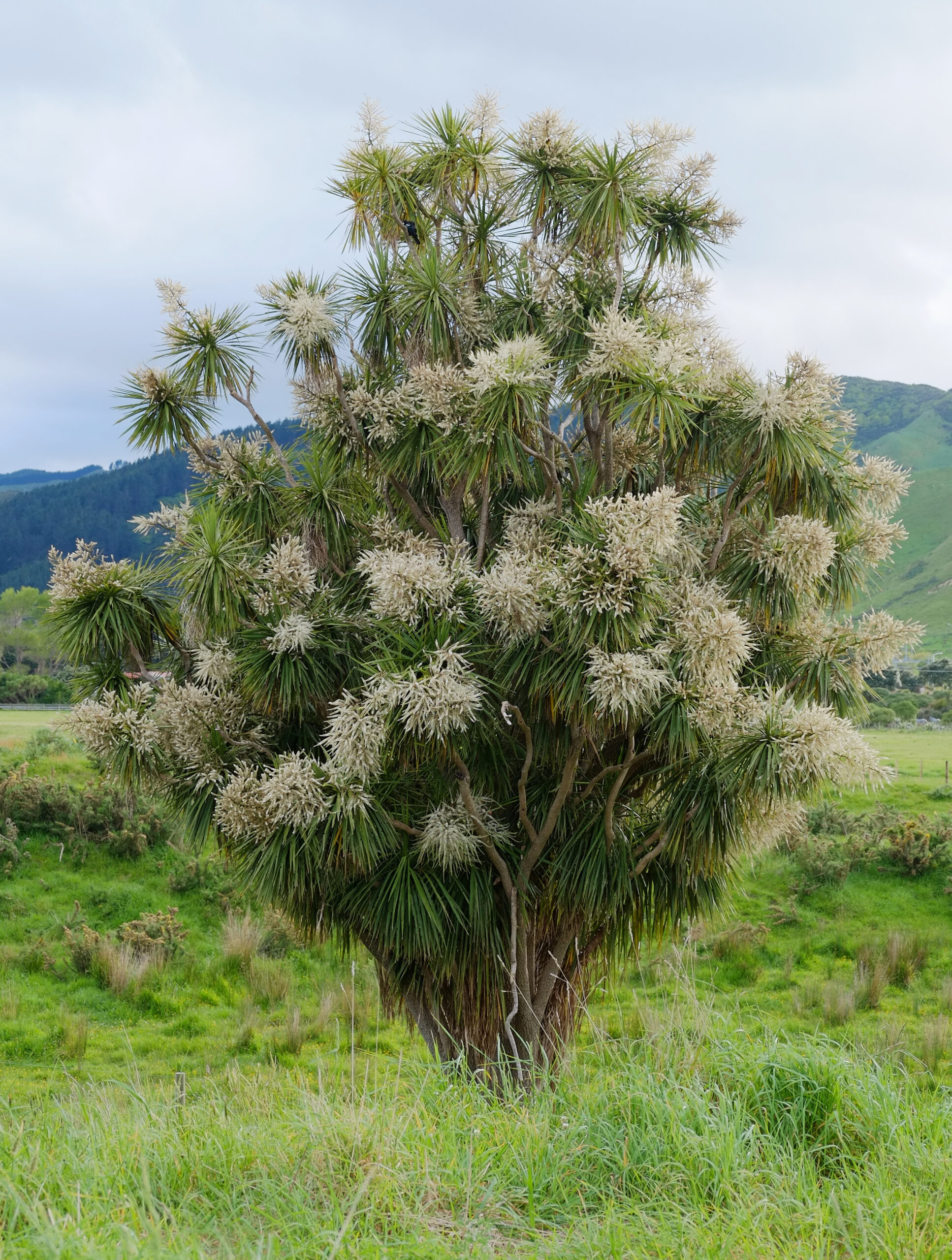 Mature multi-branched cabbage tree in full flower