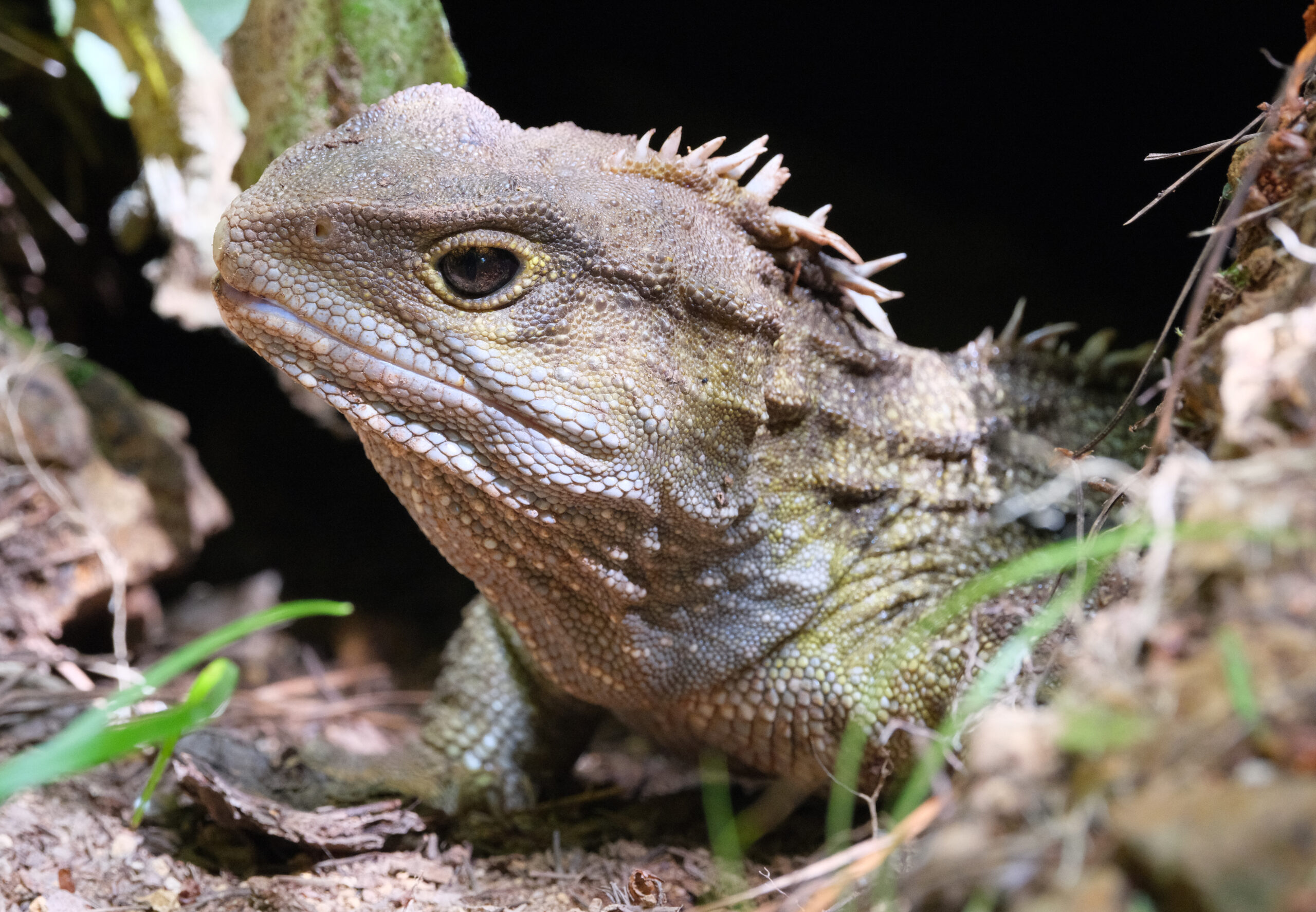 Mature tuatara sitting in burrow close-up