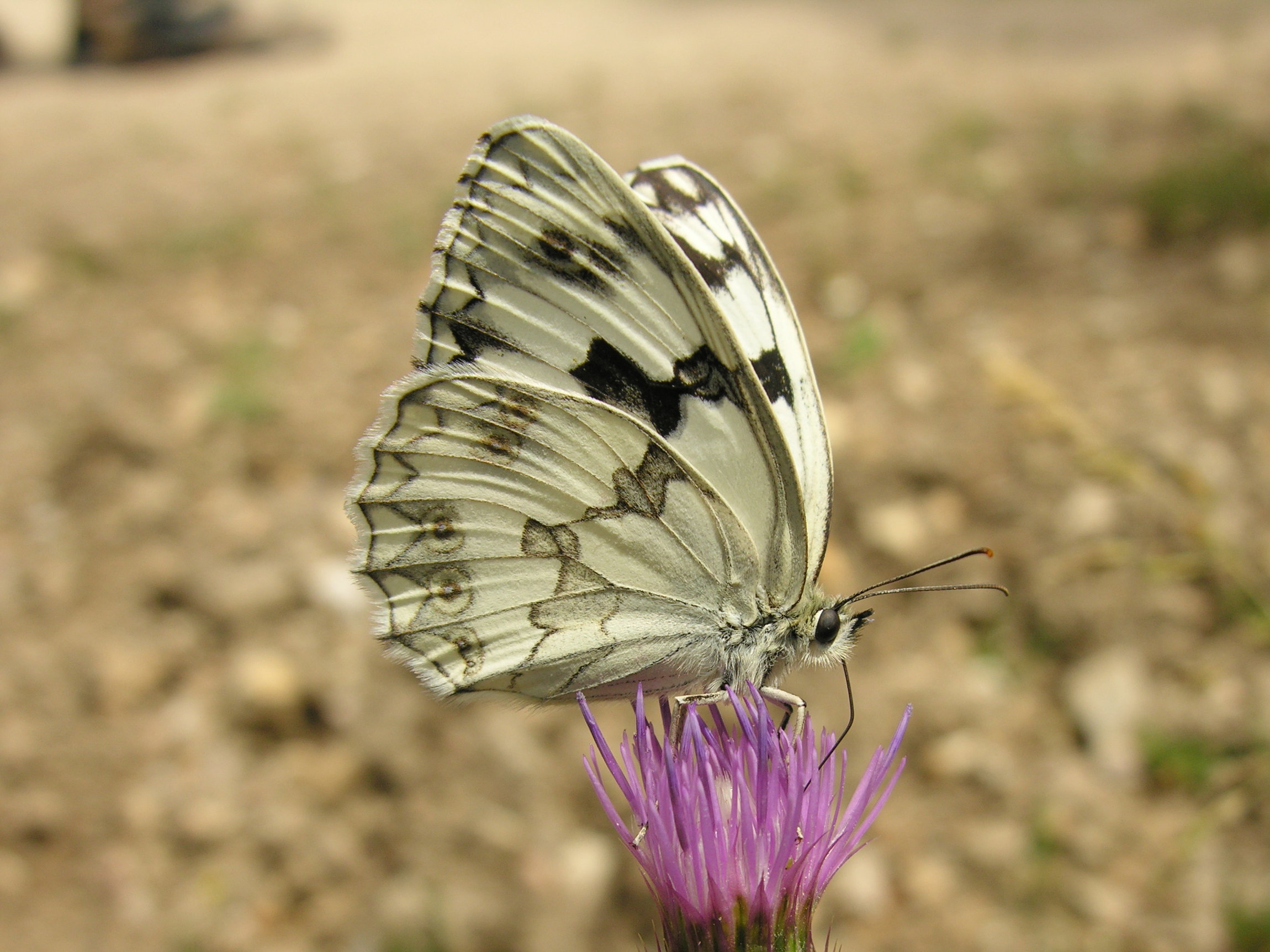 Melanargia lachesis M 2