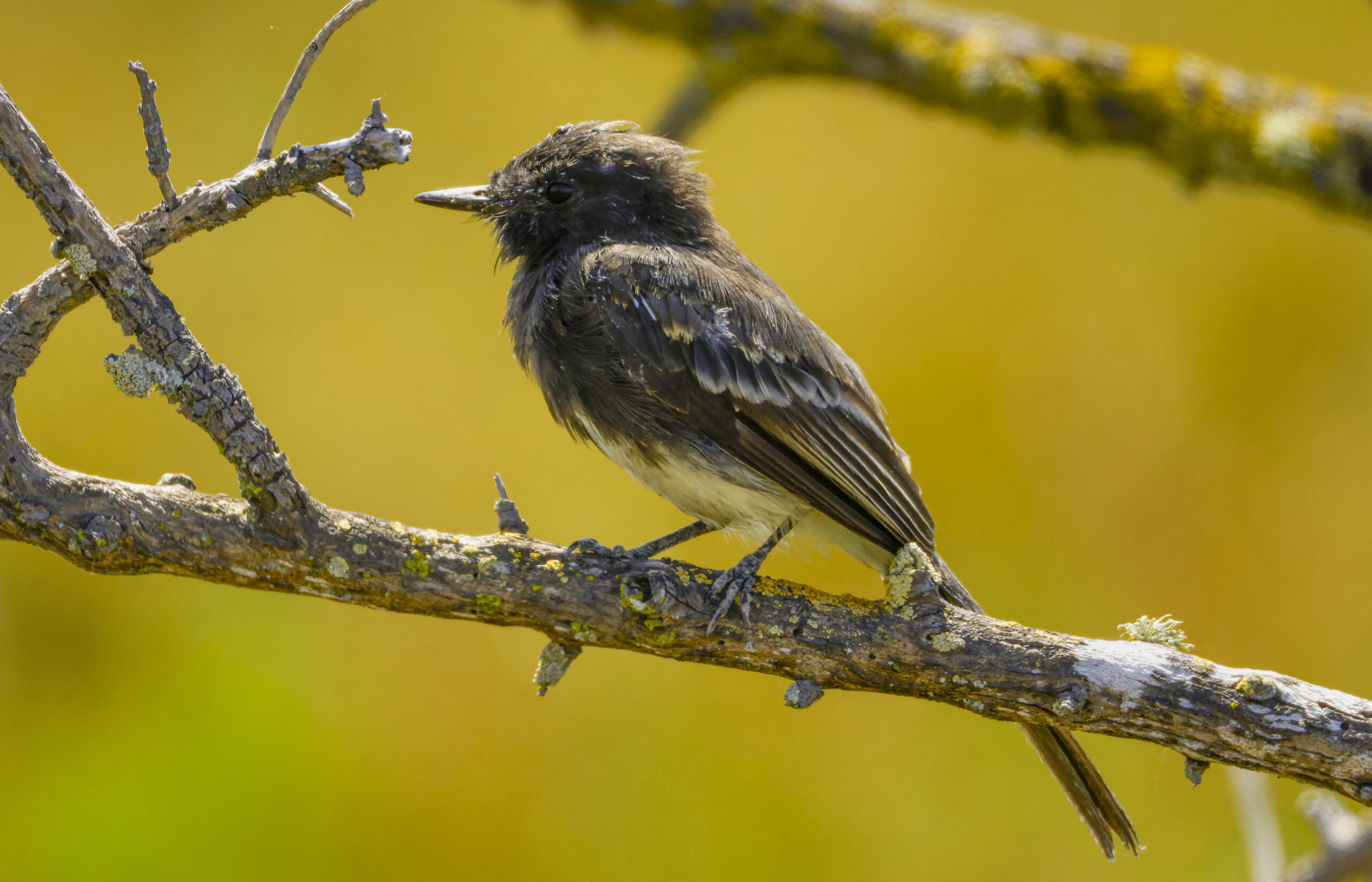 Molting Black Phoebe (Sayornis nigricans) perched on a branch