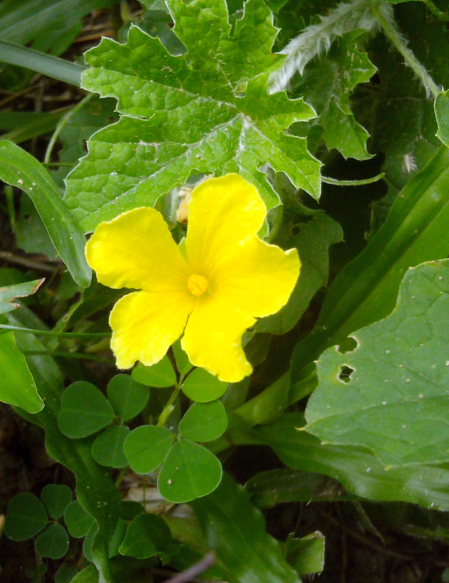 Momordica charantia flower at Rajbiraj, Saptari, Nepal