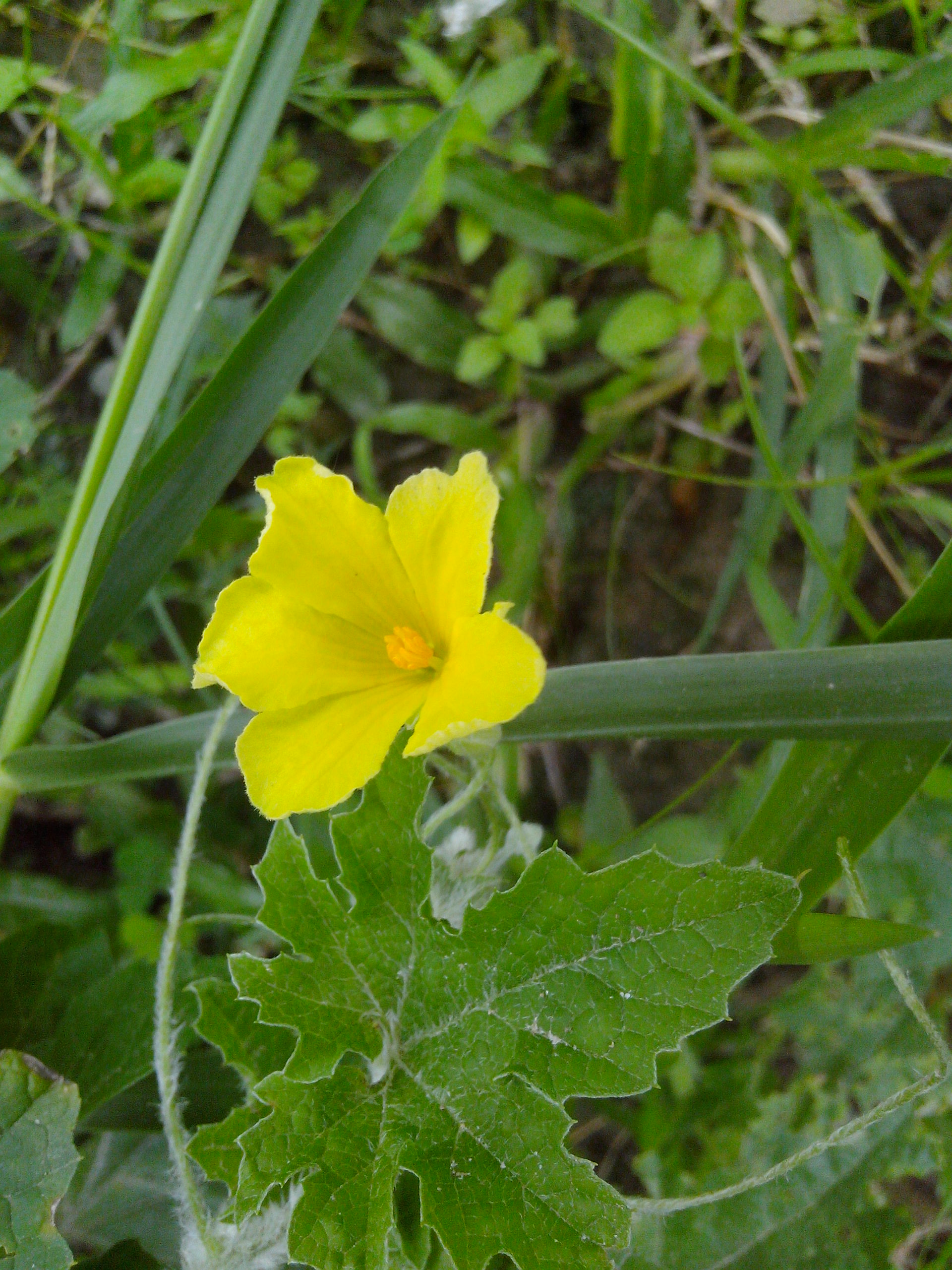 Momordica charantia flower at Rajbiraj, Saptari, Nepal (1)