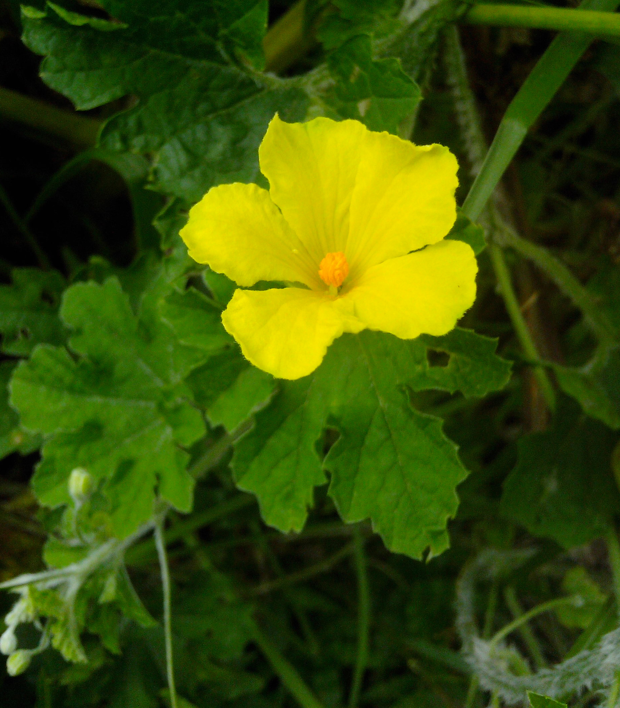 Momordica charantia flower at Rajbiraj, Saptari, Nepal (2)