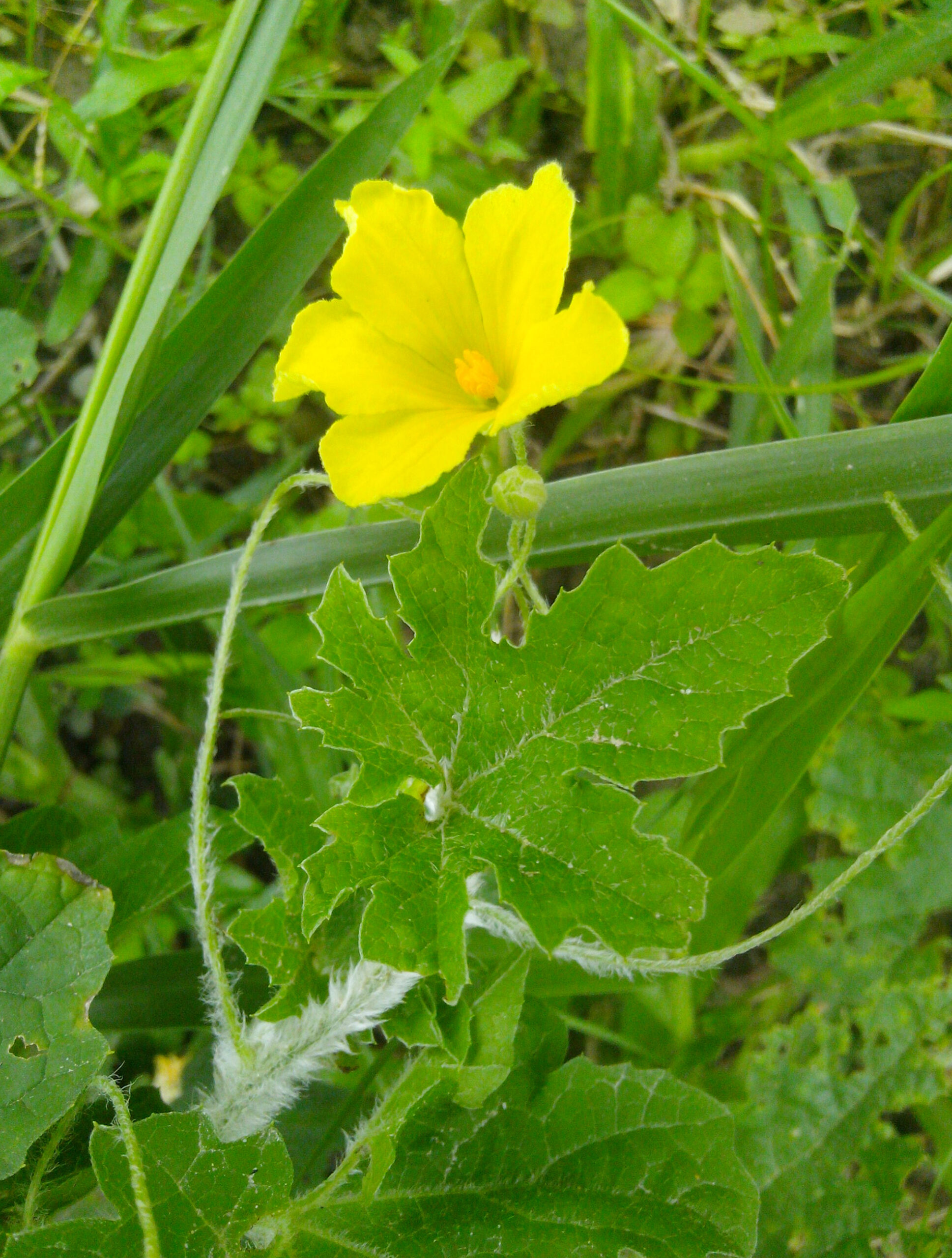Momordica charantia flower at Rajbiraj, Saptari, Nepal (3)
