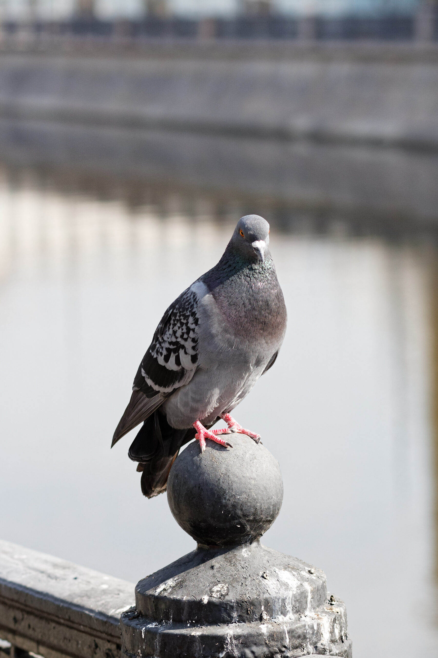 Moscow, Ozerkovskaya Embankment, pidgeons July 2025 01