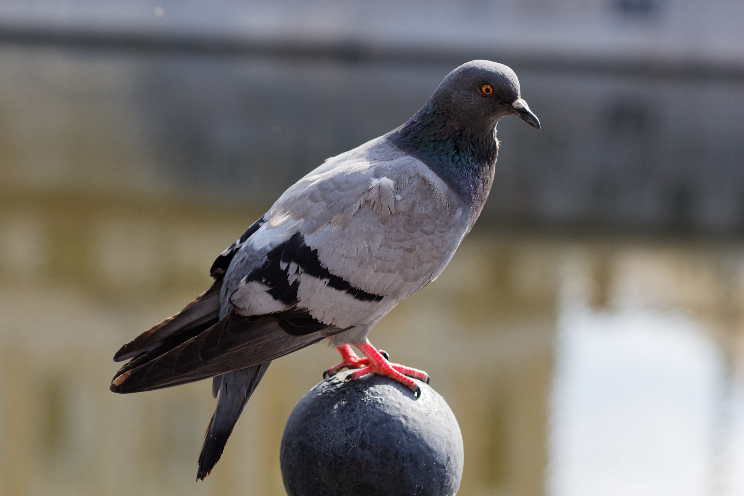Moscow, Ozerkovskaya Embankment, pidgeons July 2025 06