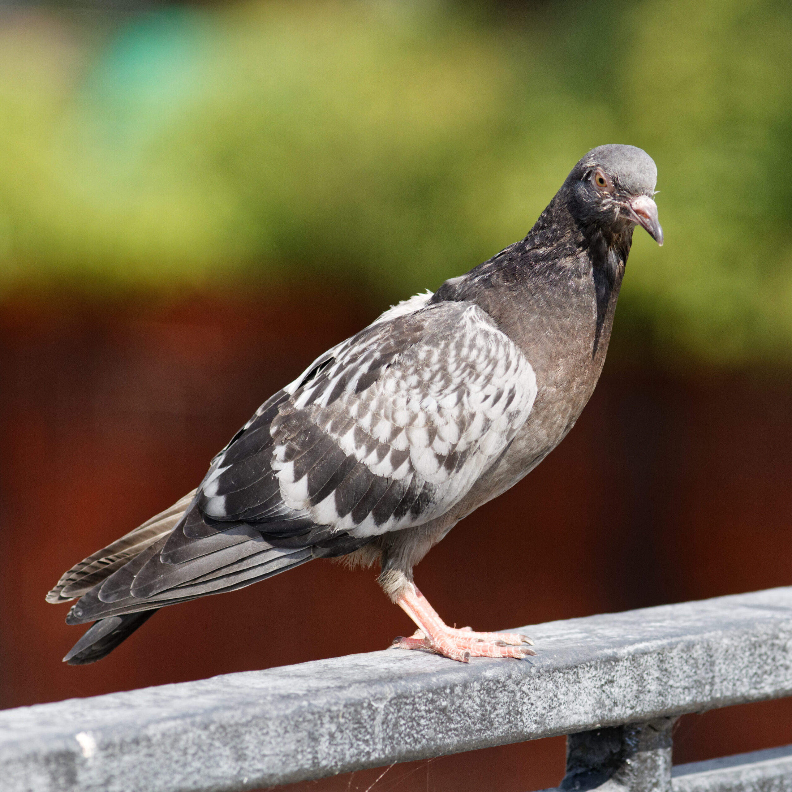 Moscow, Sadovnichesky Bridge, pidgeons July 2025 13