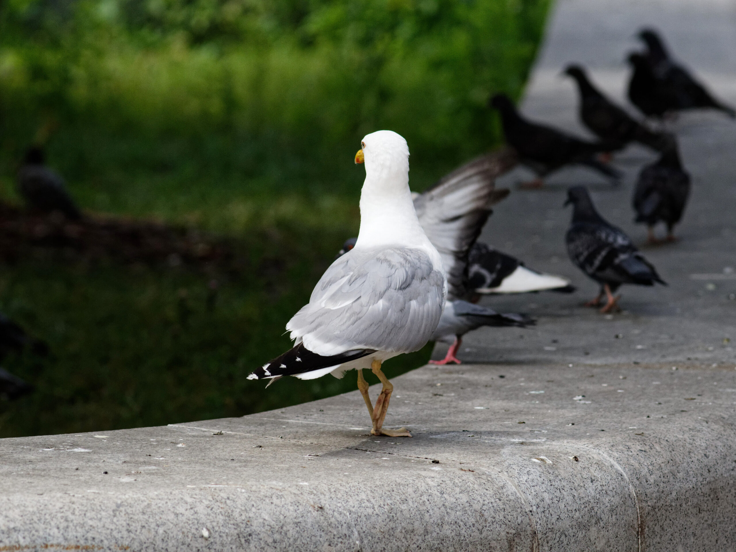 Moscow, Vavilova Street, Herring Gull (Larus argentatus) July 2025 01