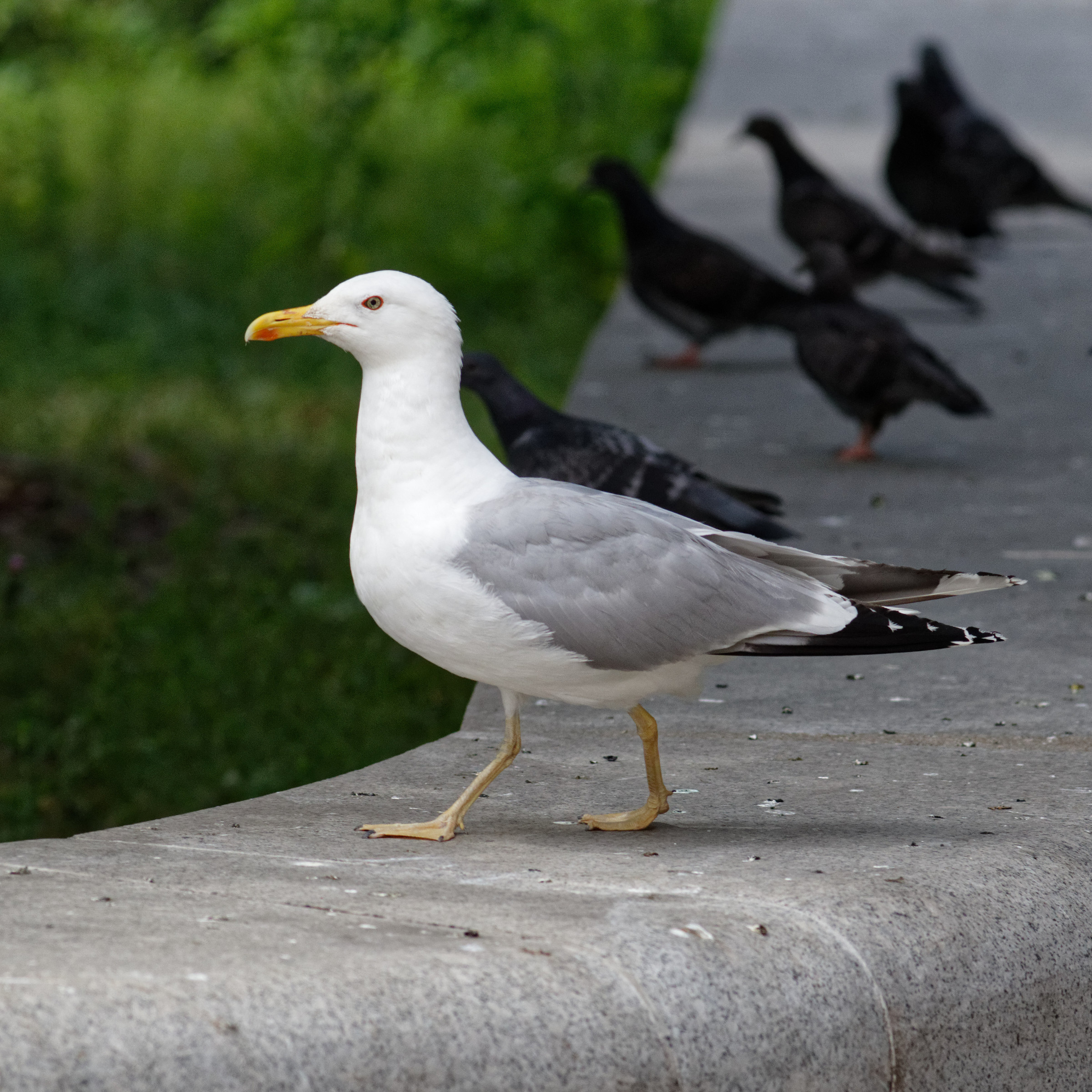 Moscow, Vavilova Street, Herring Gull (Larus argentatus) July 2025 02