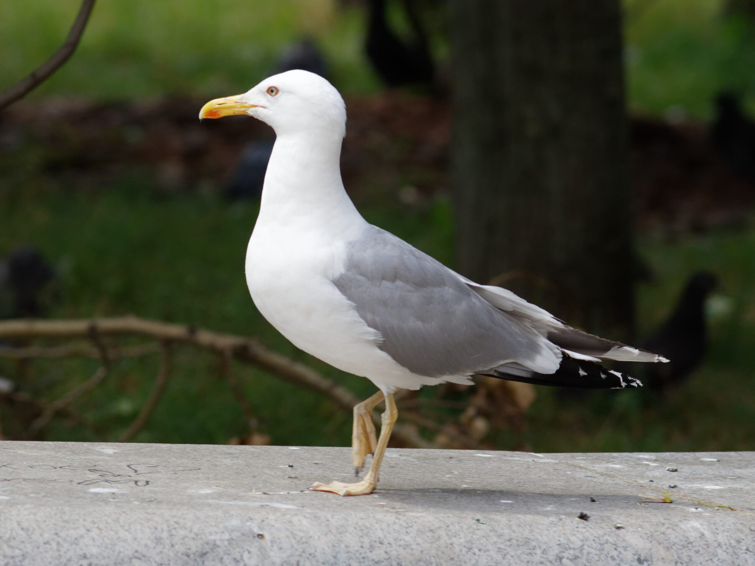 Moscow, Vavilova Street, seagull (Larus canus) July 2025 04