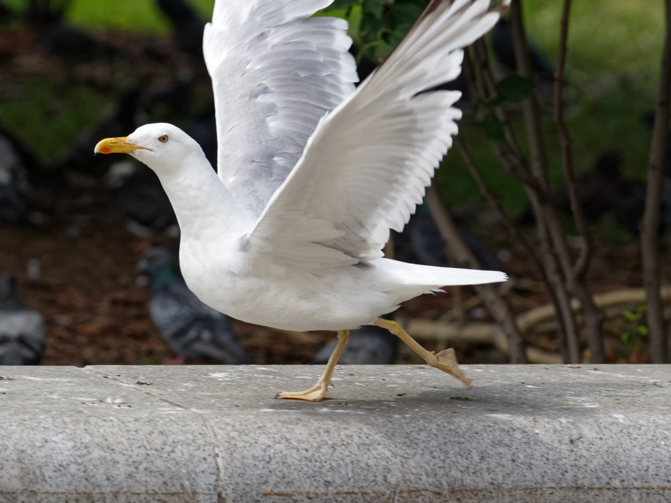 Moscow, Vavilova Street, seagull (Larus canus) July 2025 05