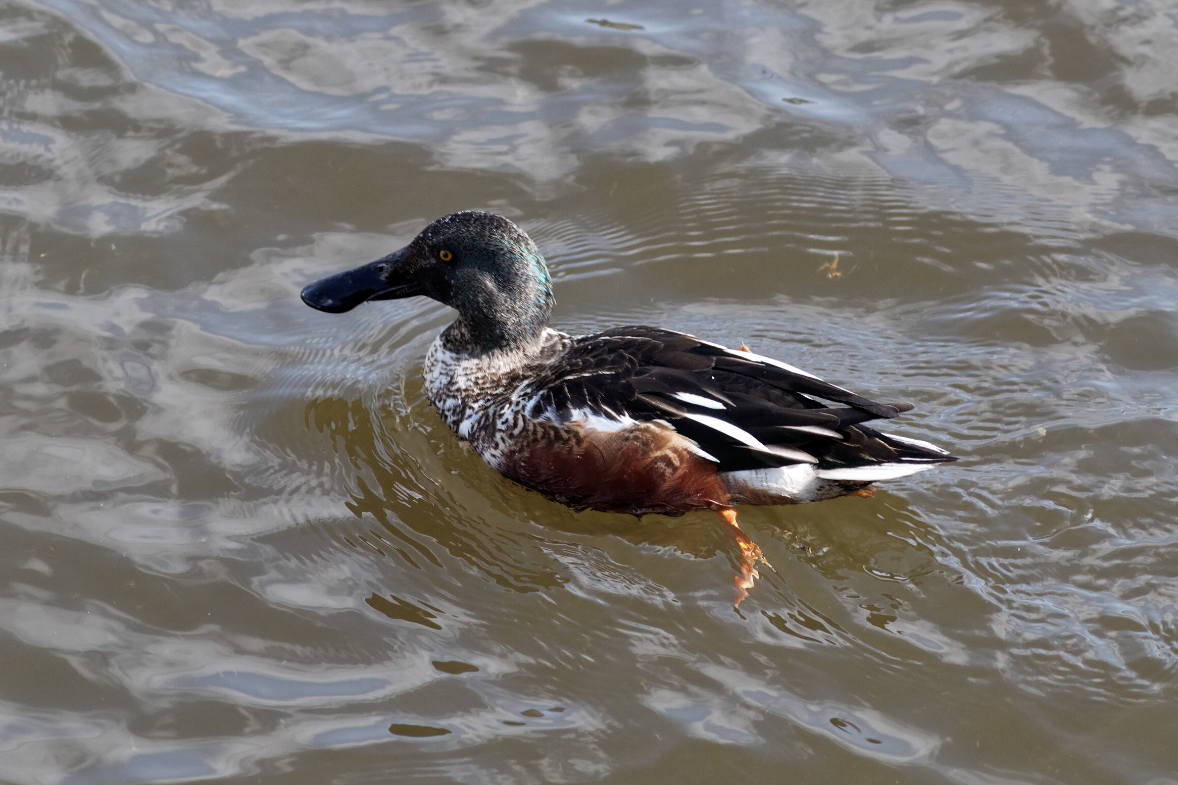 Moscow, male Spatula clypeata in Vodootvodny Canal, March 2012 02