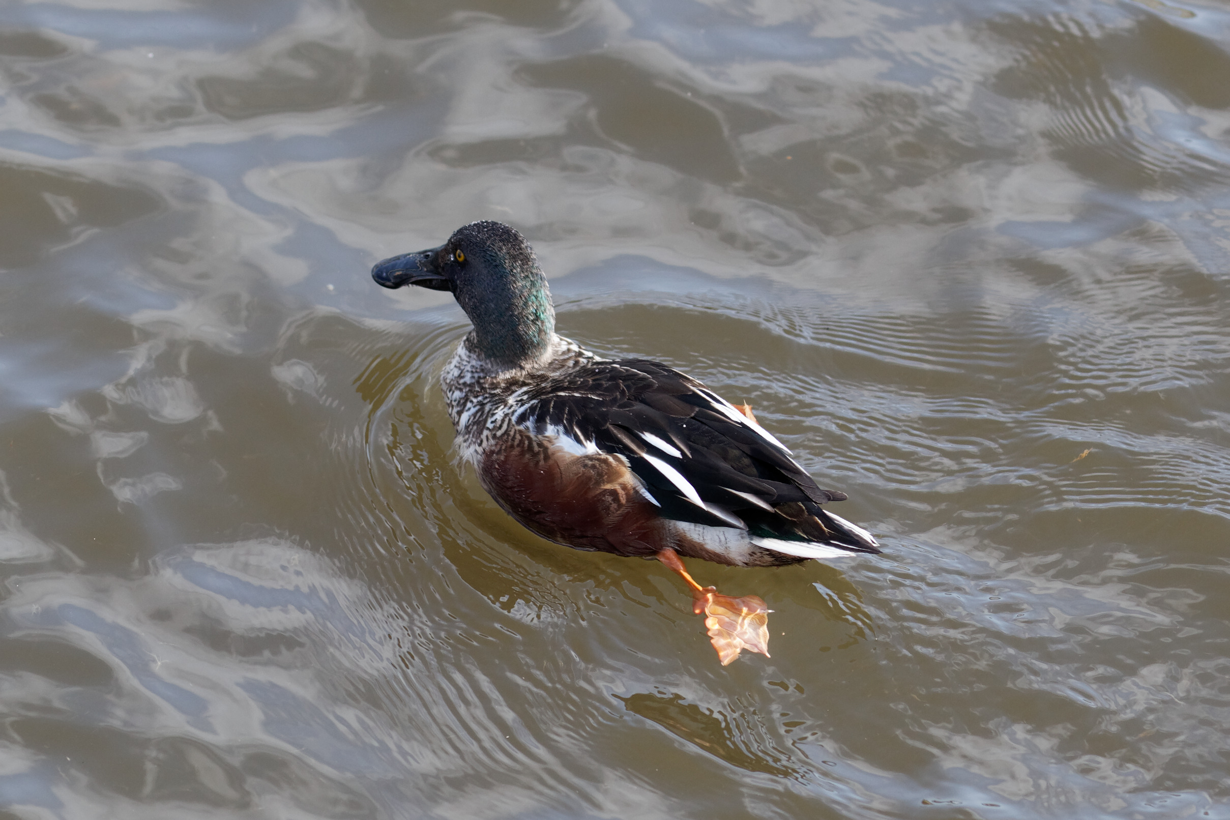 Moscow, male Spatula clypeata in Vodootvodny Canal, March 2012 03