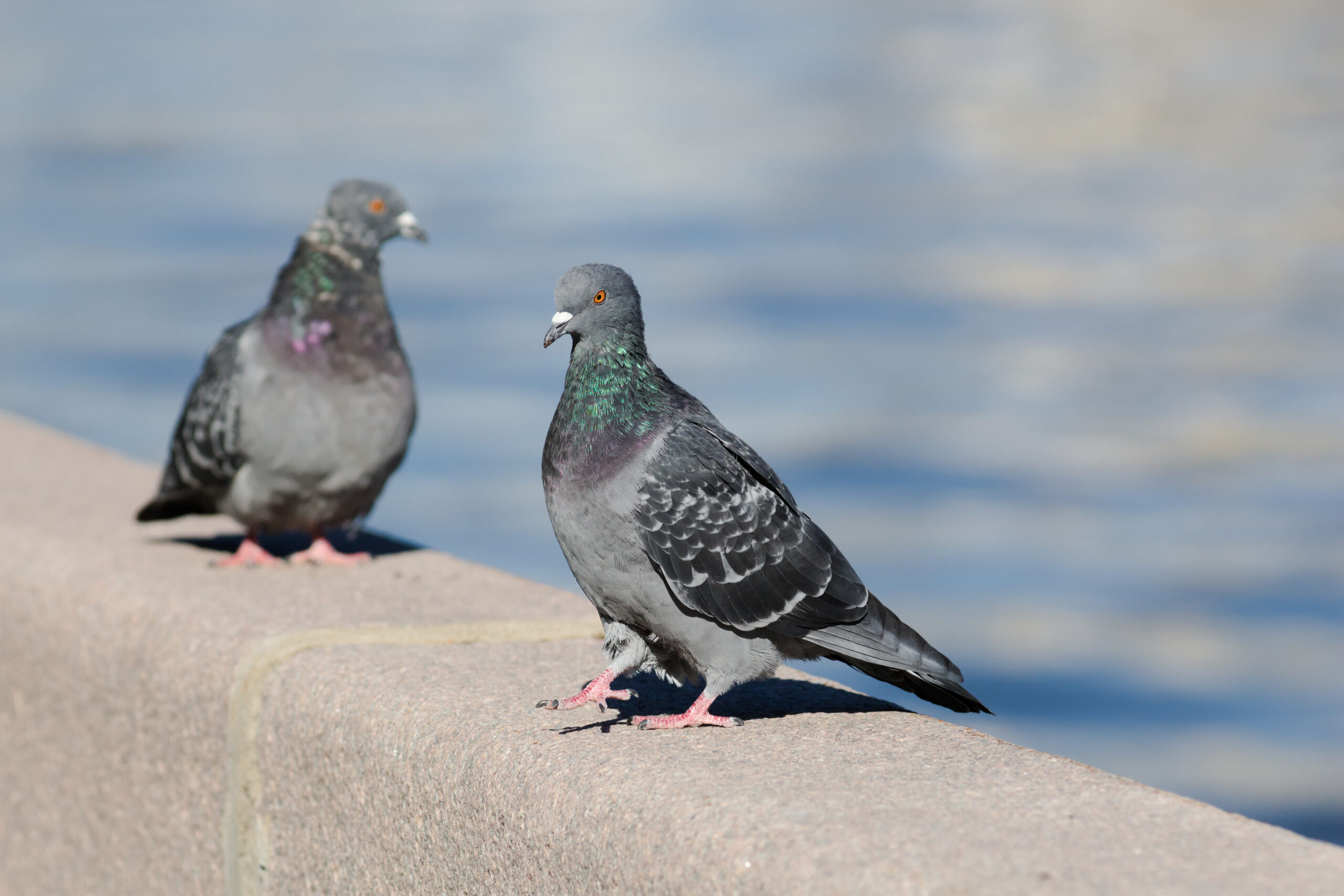 Moscow, pidgeons, AF test of Canon 200-2.8L Sept 2025 01-1
