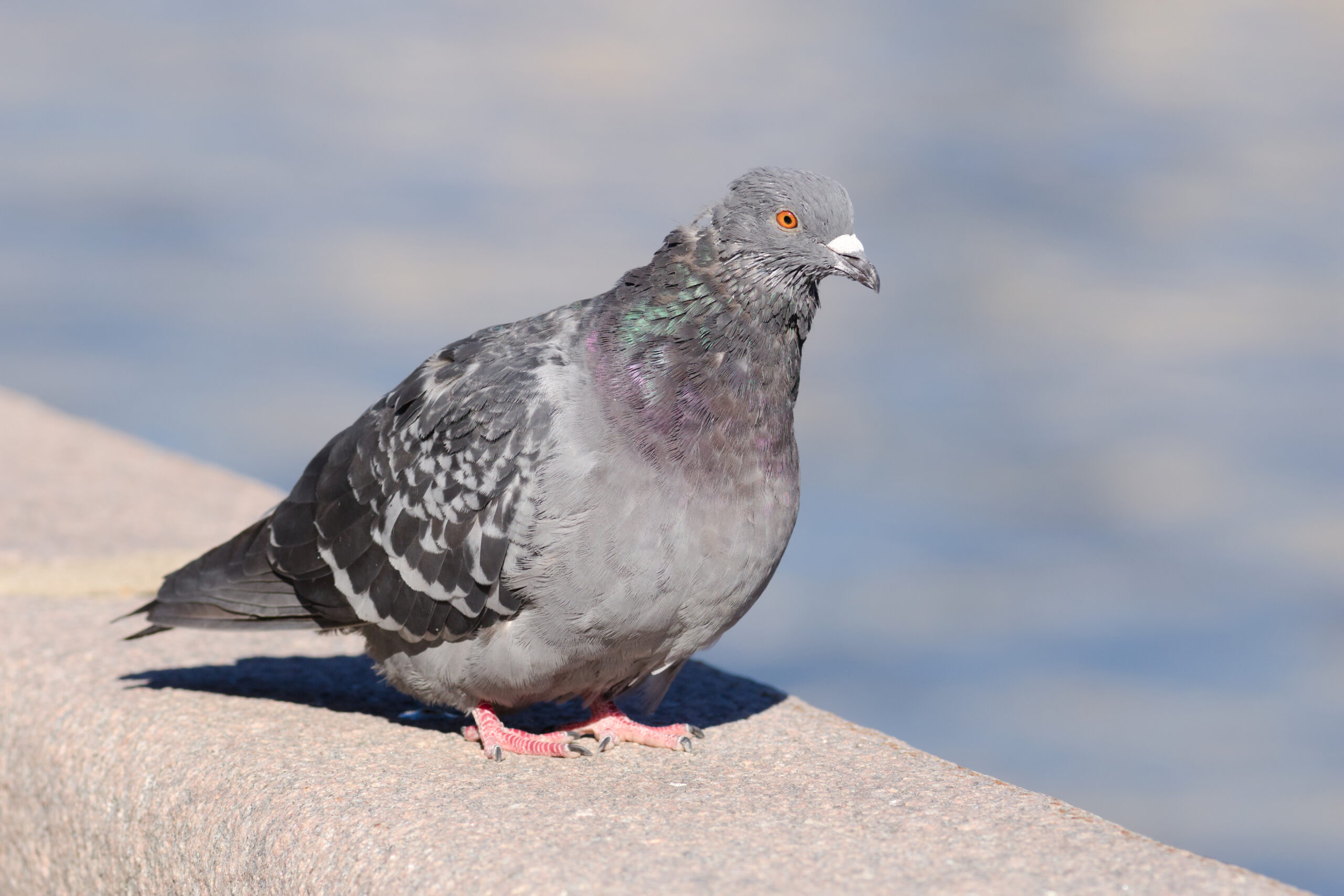 Moscow, pidgeons, AF test of Canon 200-2.8L Sept 2025 02-1