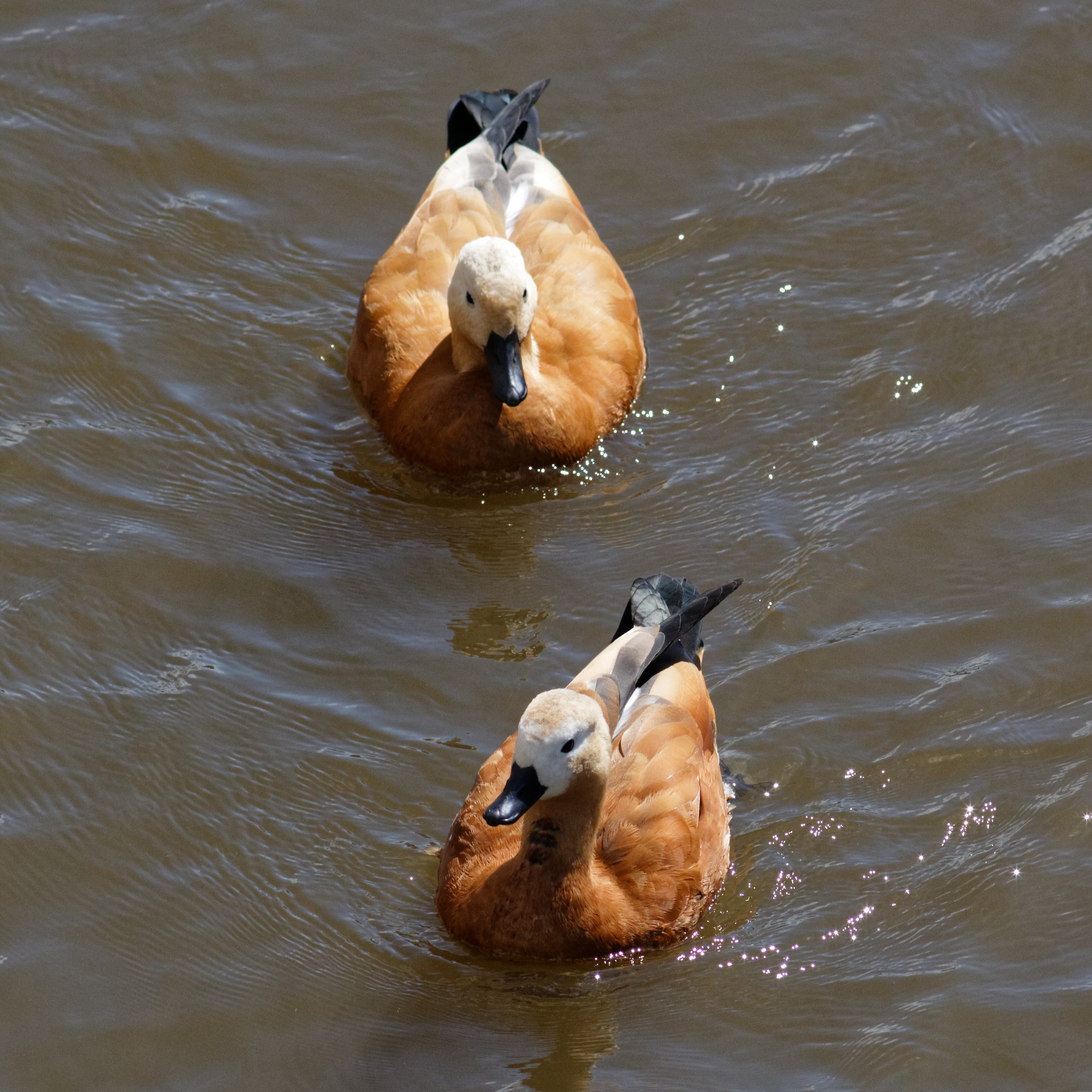 Moscow, ruddy shelducks on Vodootvodny Canal Aug 2025 09