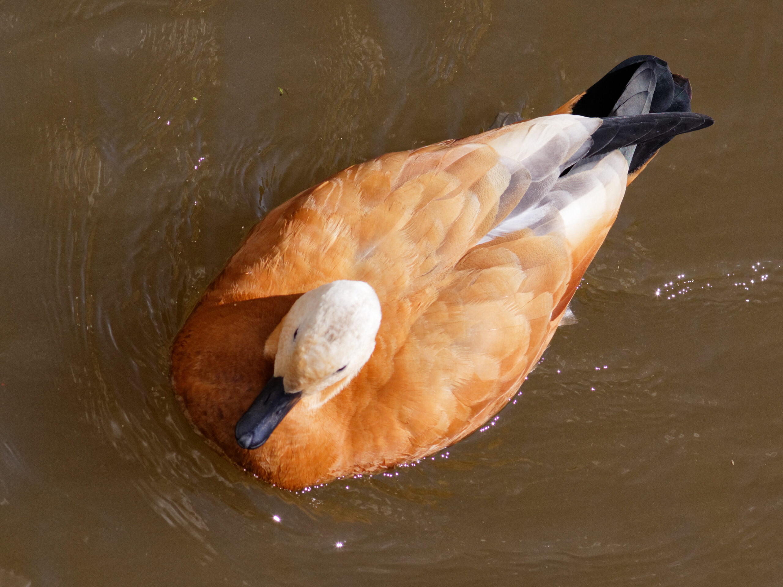 Moscow, ruddy shelducks on Vodootvodny Canal Aug 2025 20