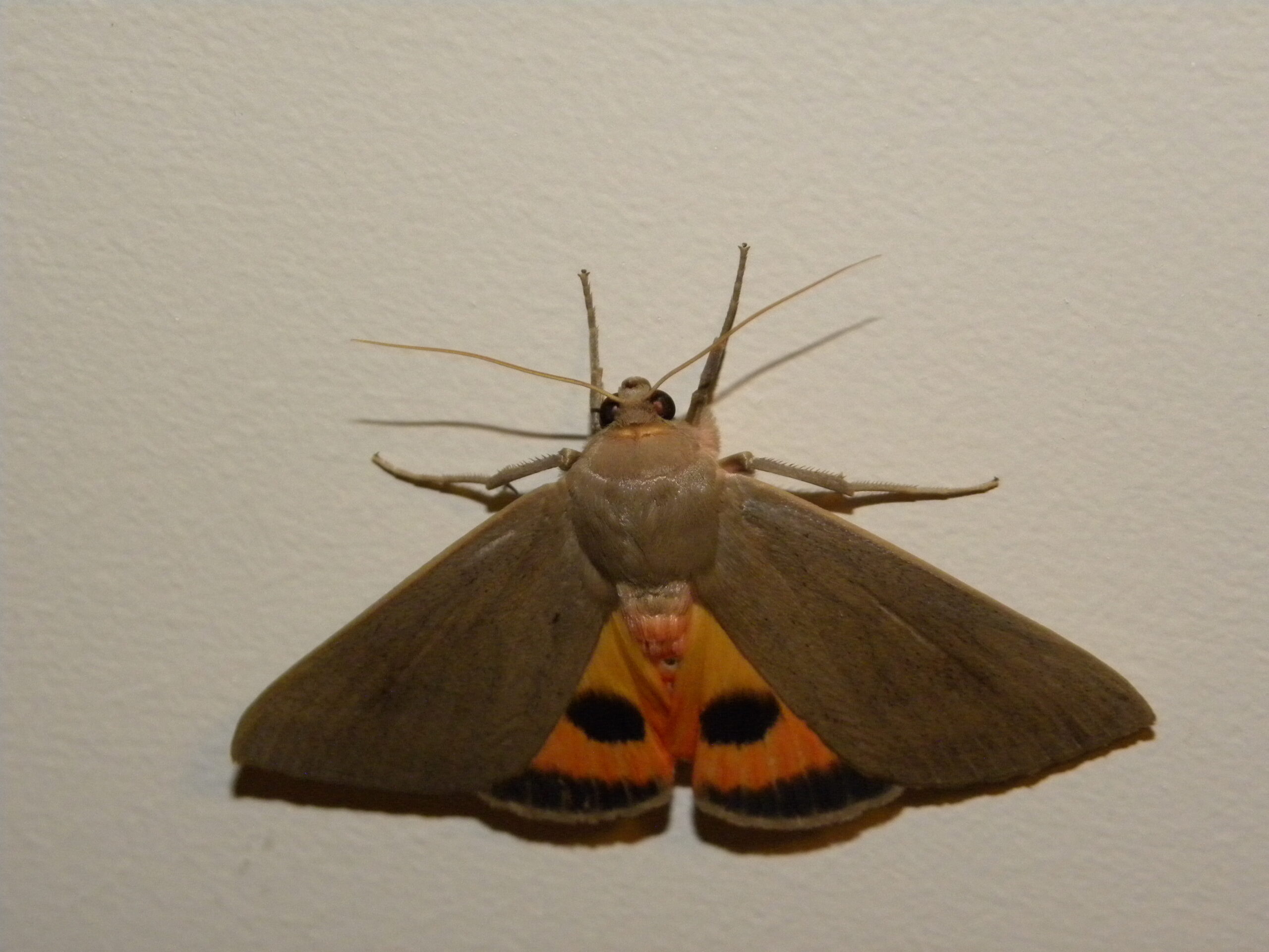Moth Cardamyla carinentalis (Public Domain)