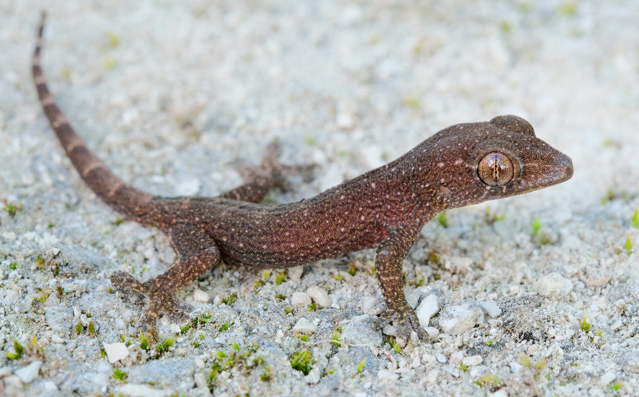 Mourning gecko standing on the ground (Niue)
