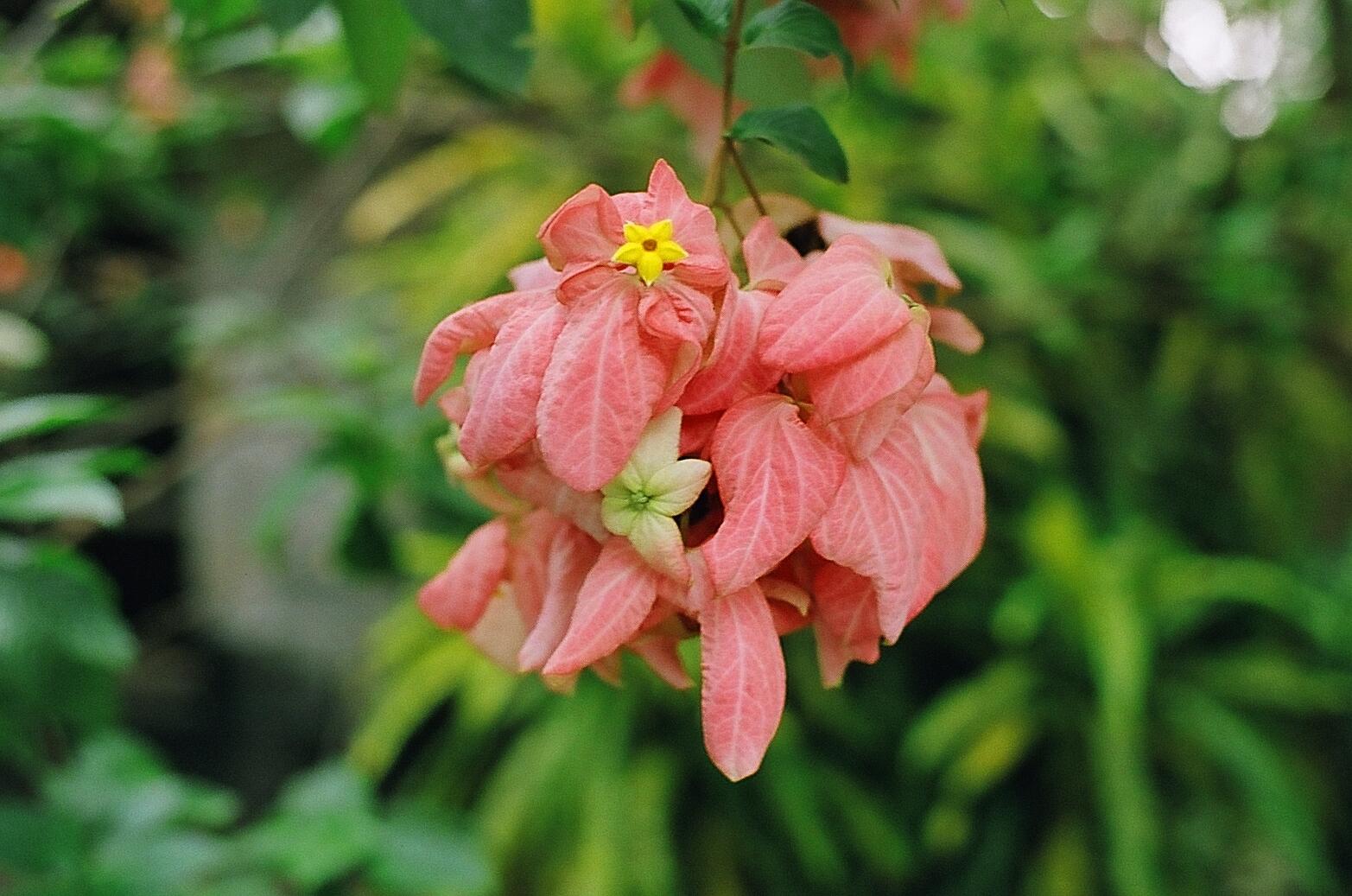Mussaenda erythrophylla - garden plant Mosantha flower from Kerala India