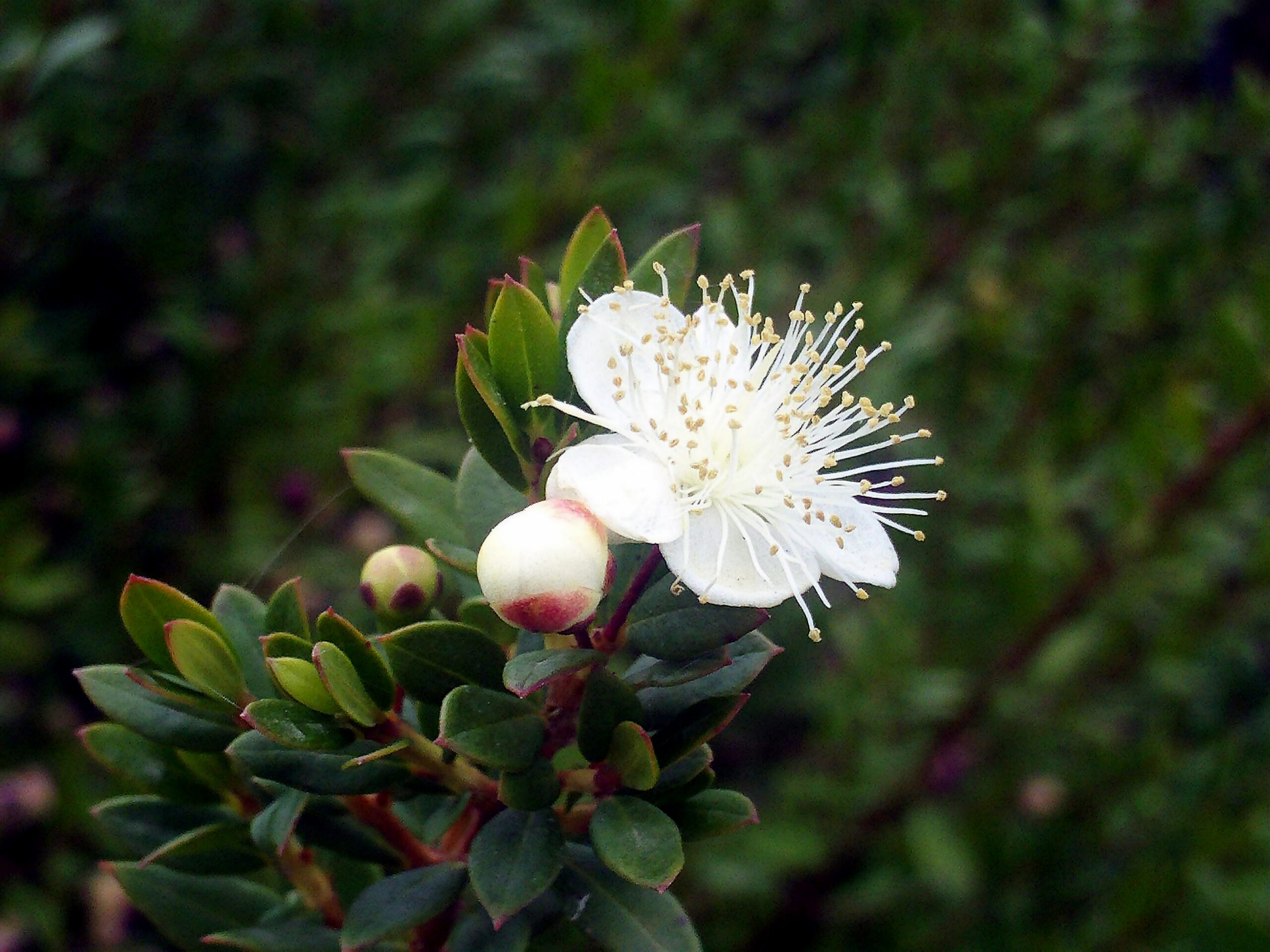 Myrtus communis Flower Closeup DehesaBoyalPuertollano