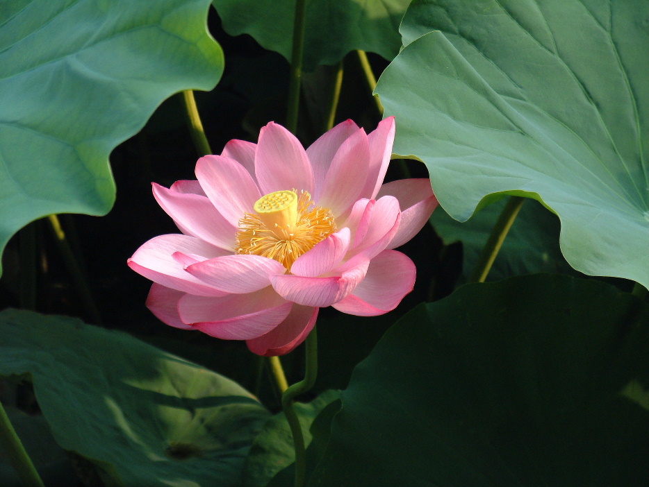Nelumbo nucifera1