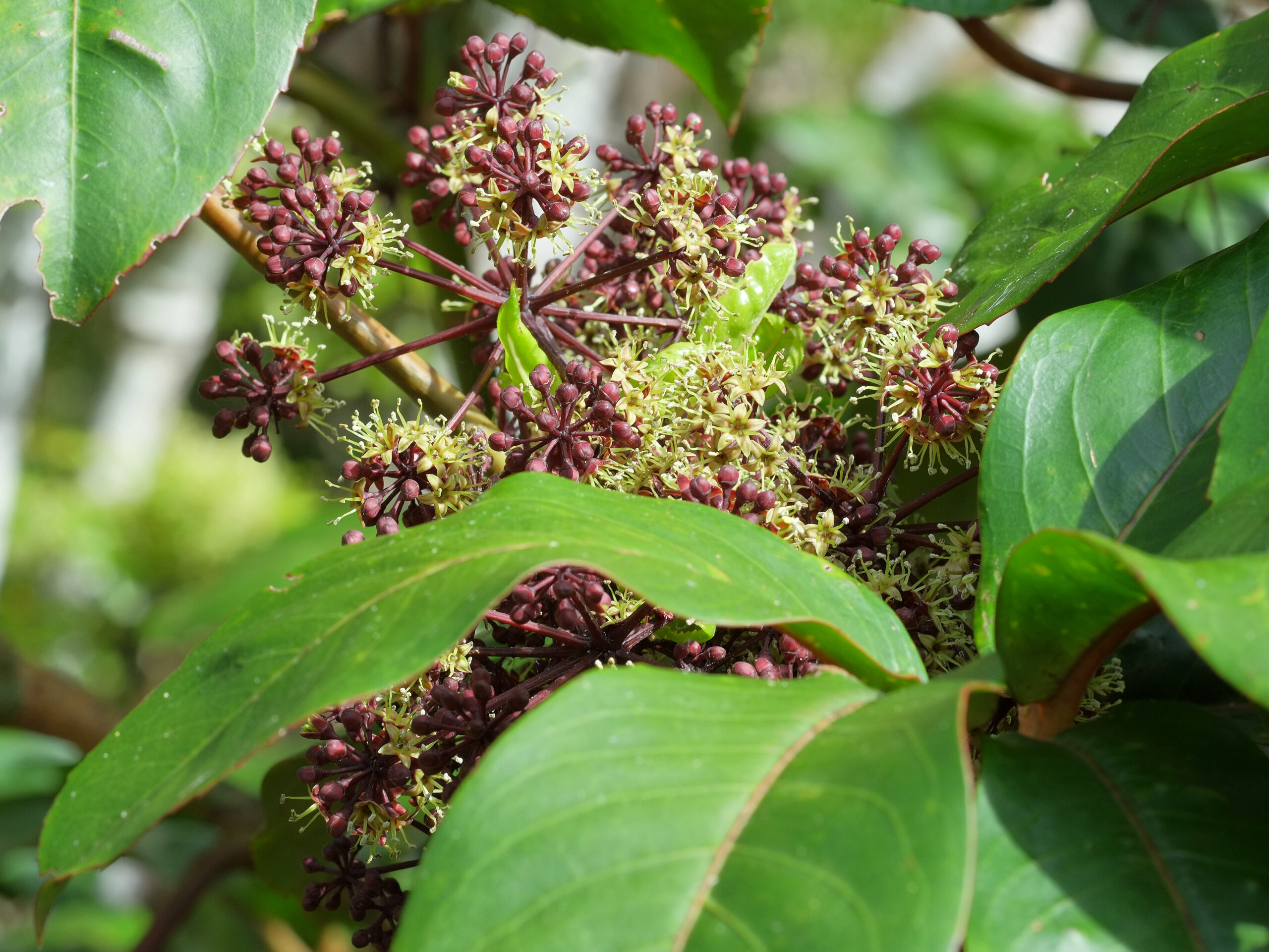 Neopanax laetus (large-leaved five finger) inflorescence and leaves
