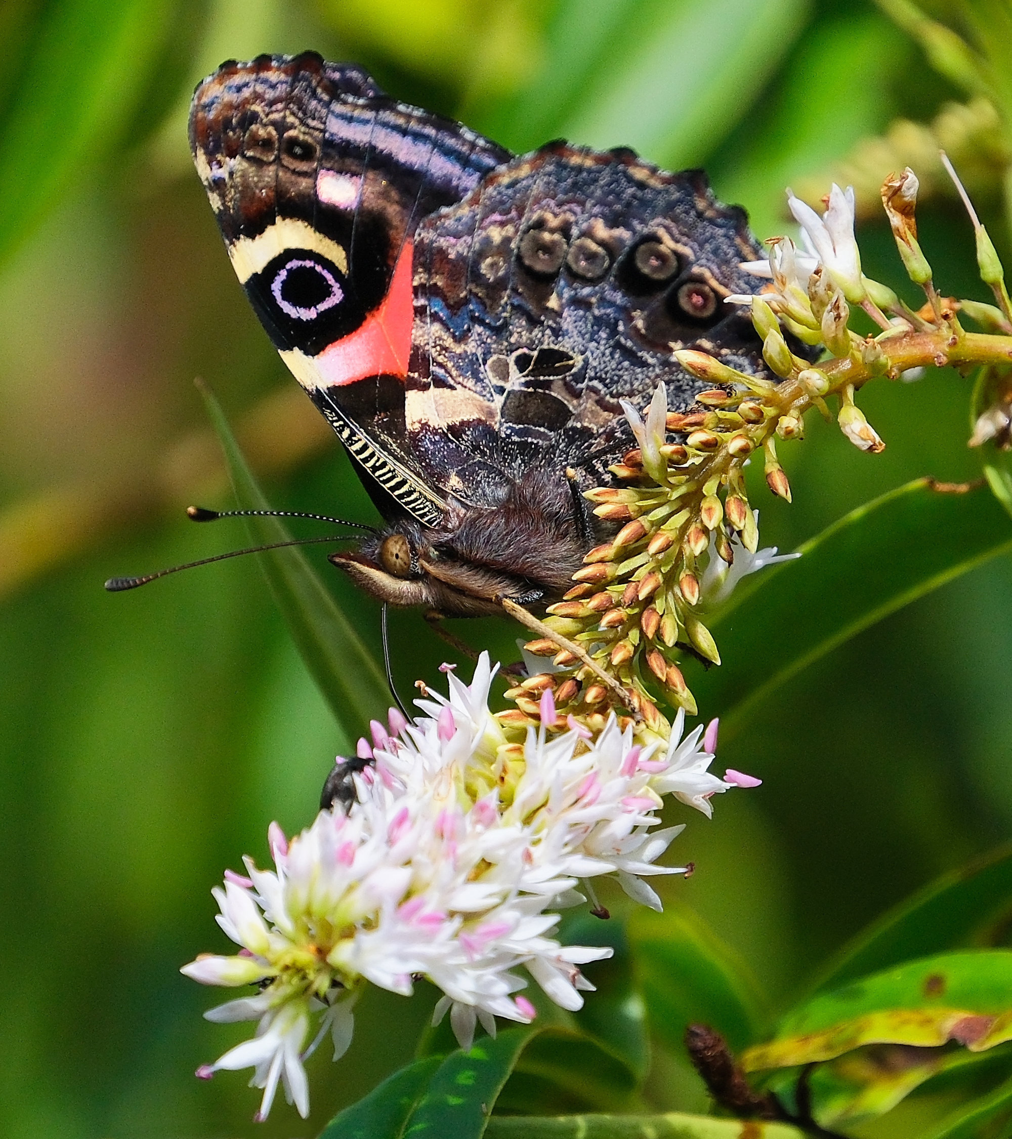 New Zealand Red Admiral sitting on flowering hebe