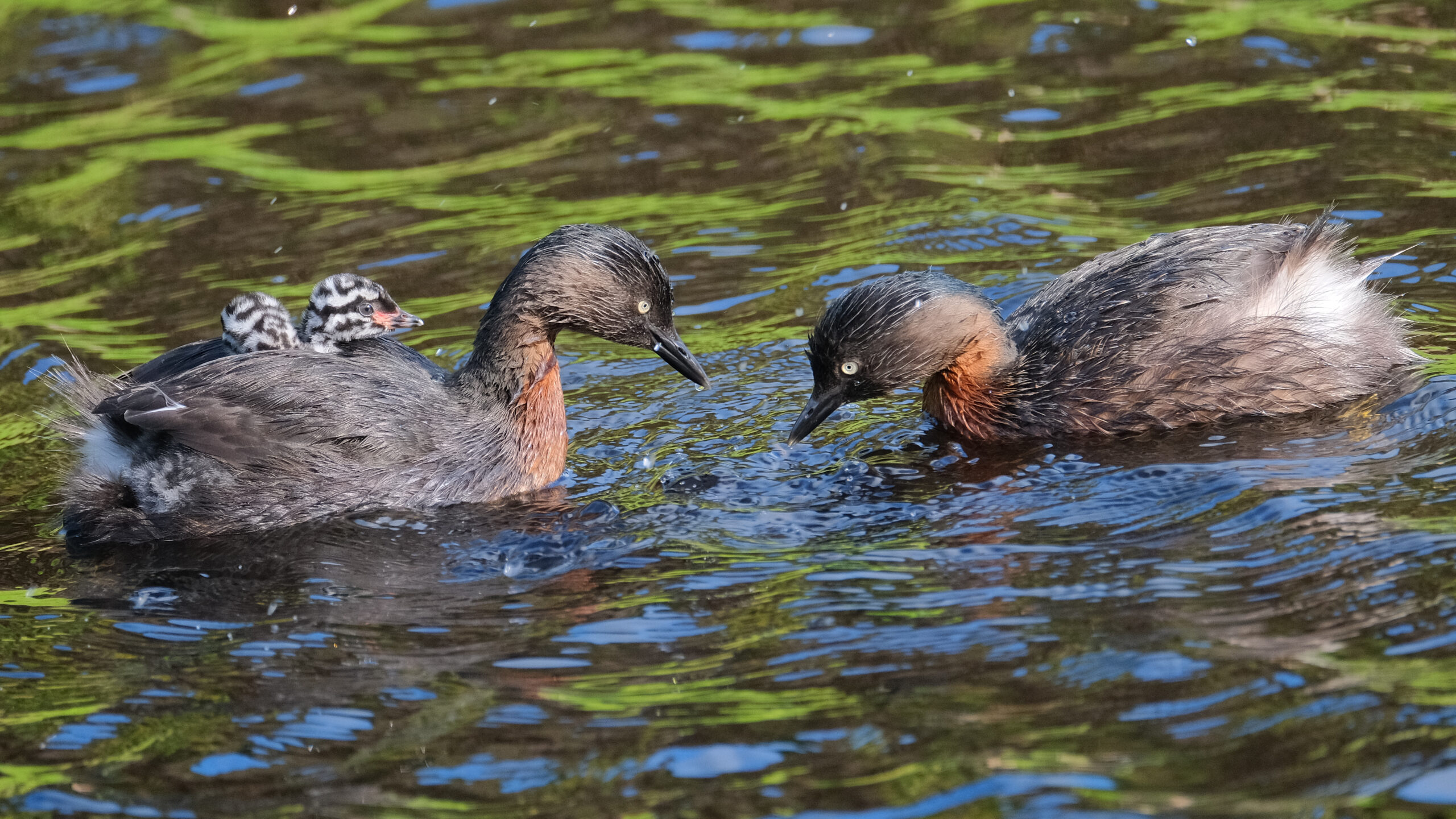 New Zealand dabchick pair swimming with chicks on back