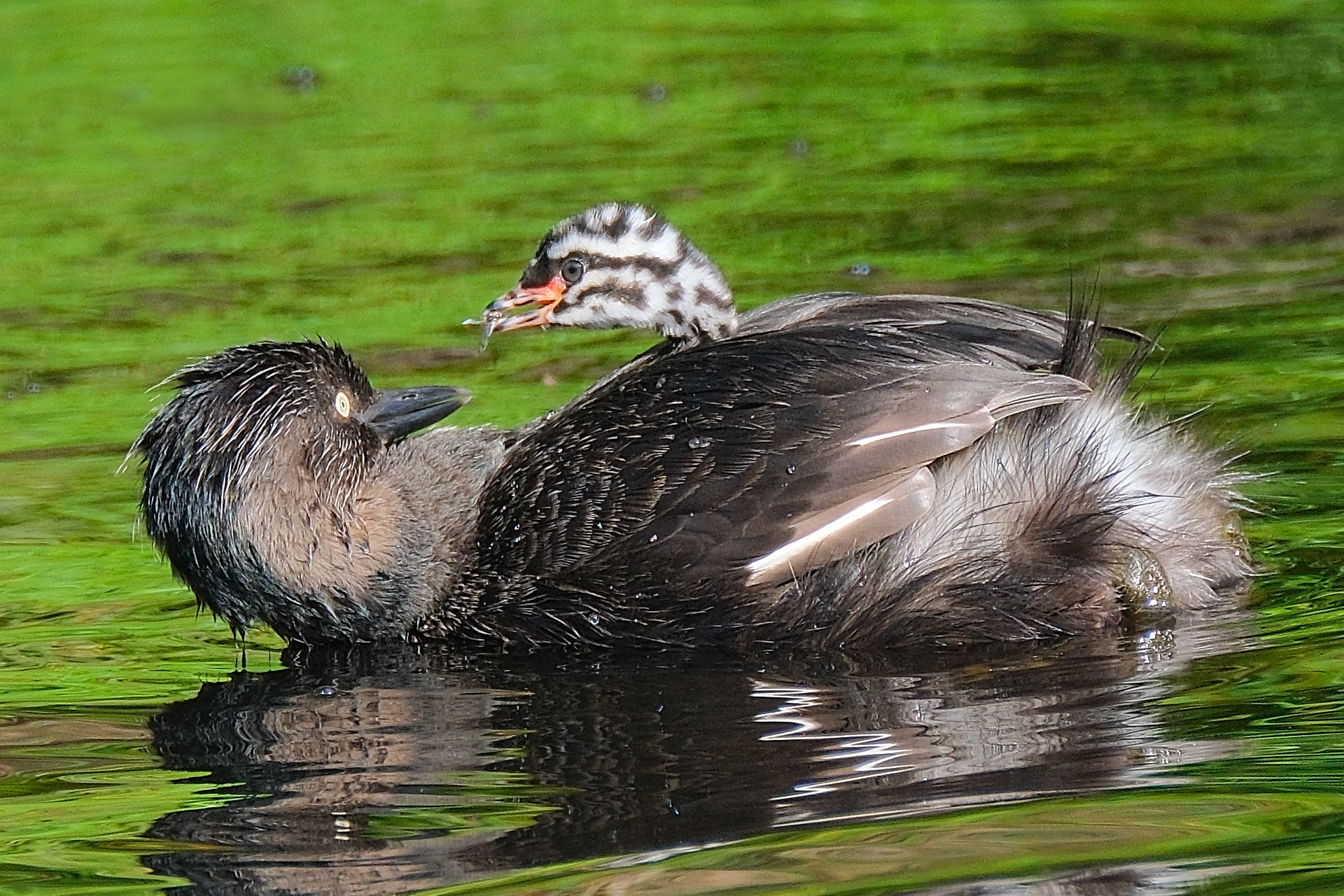 New Zealand dabchick weweia chick eating insect passed to it by parent
