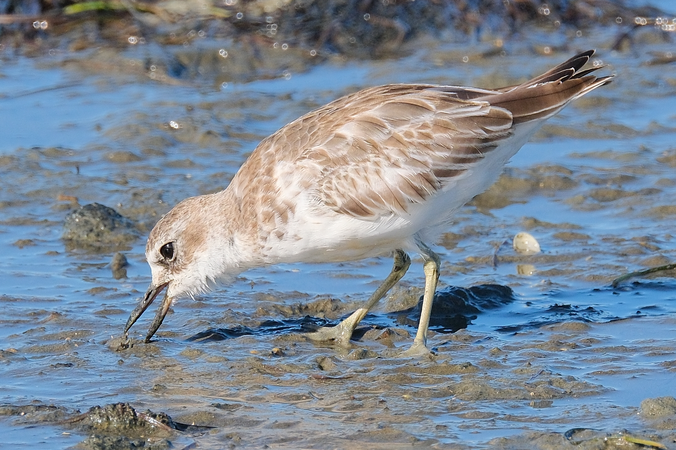 New Zealand dotterel picking up a mud crab