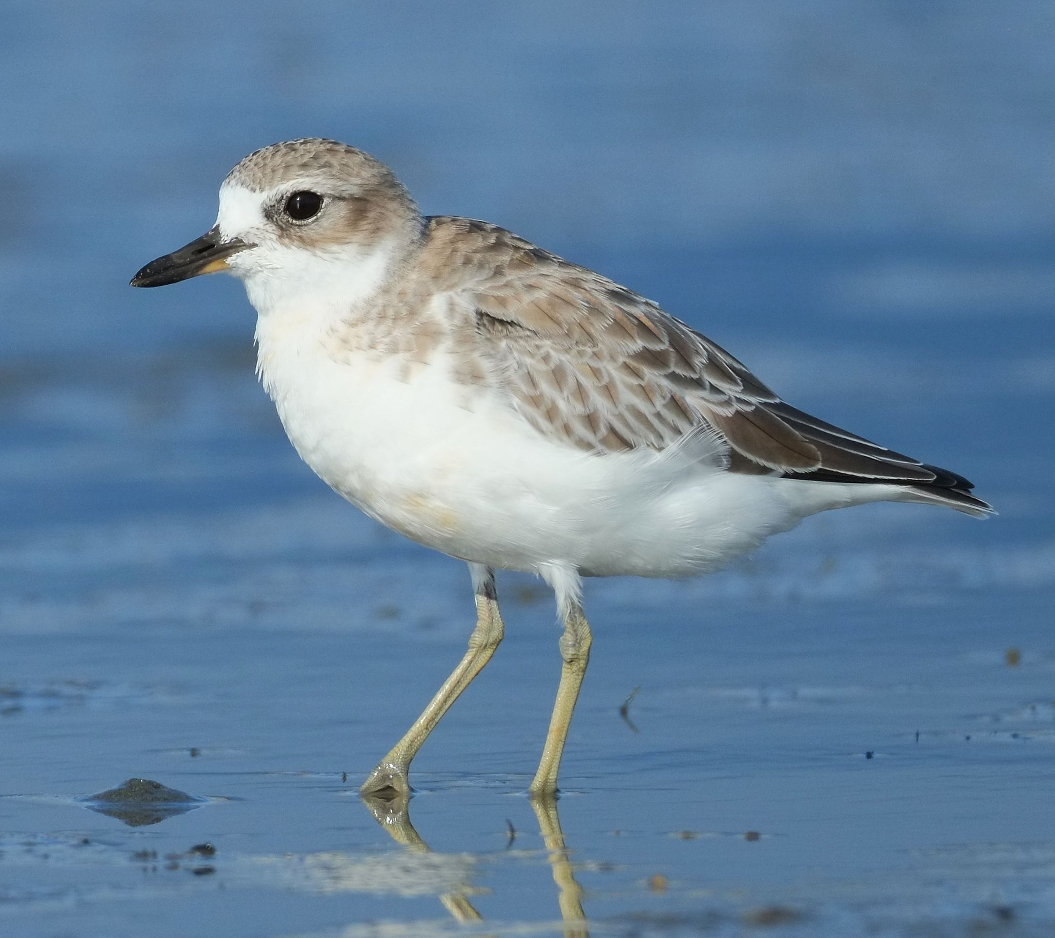New Zealand dotterel standing in shallow water