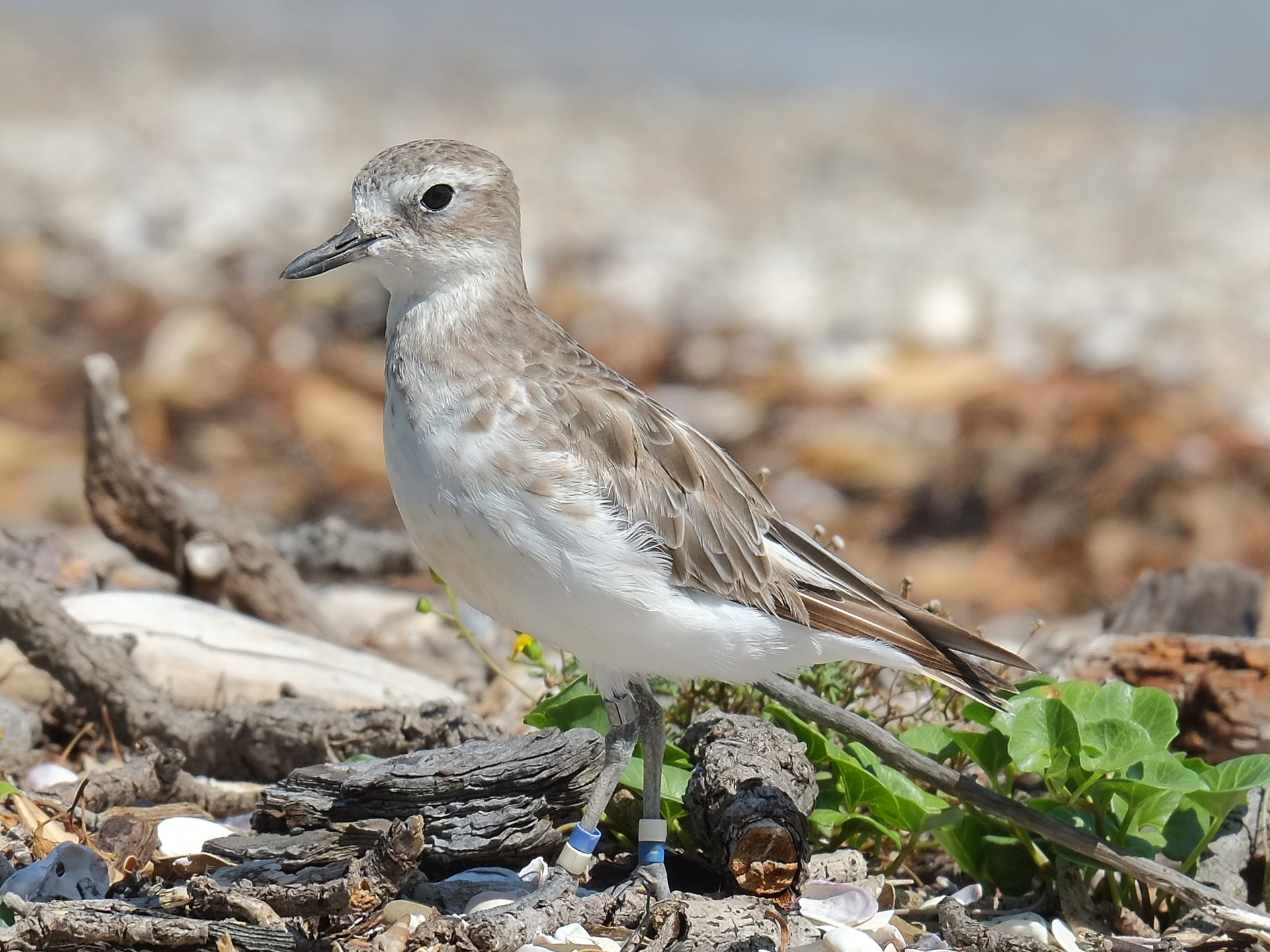 New Zealand dotterel standing on the beach (Home Bay, Rotoroa Island)
