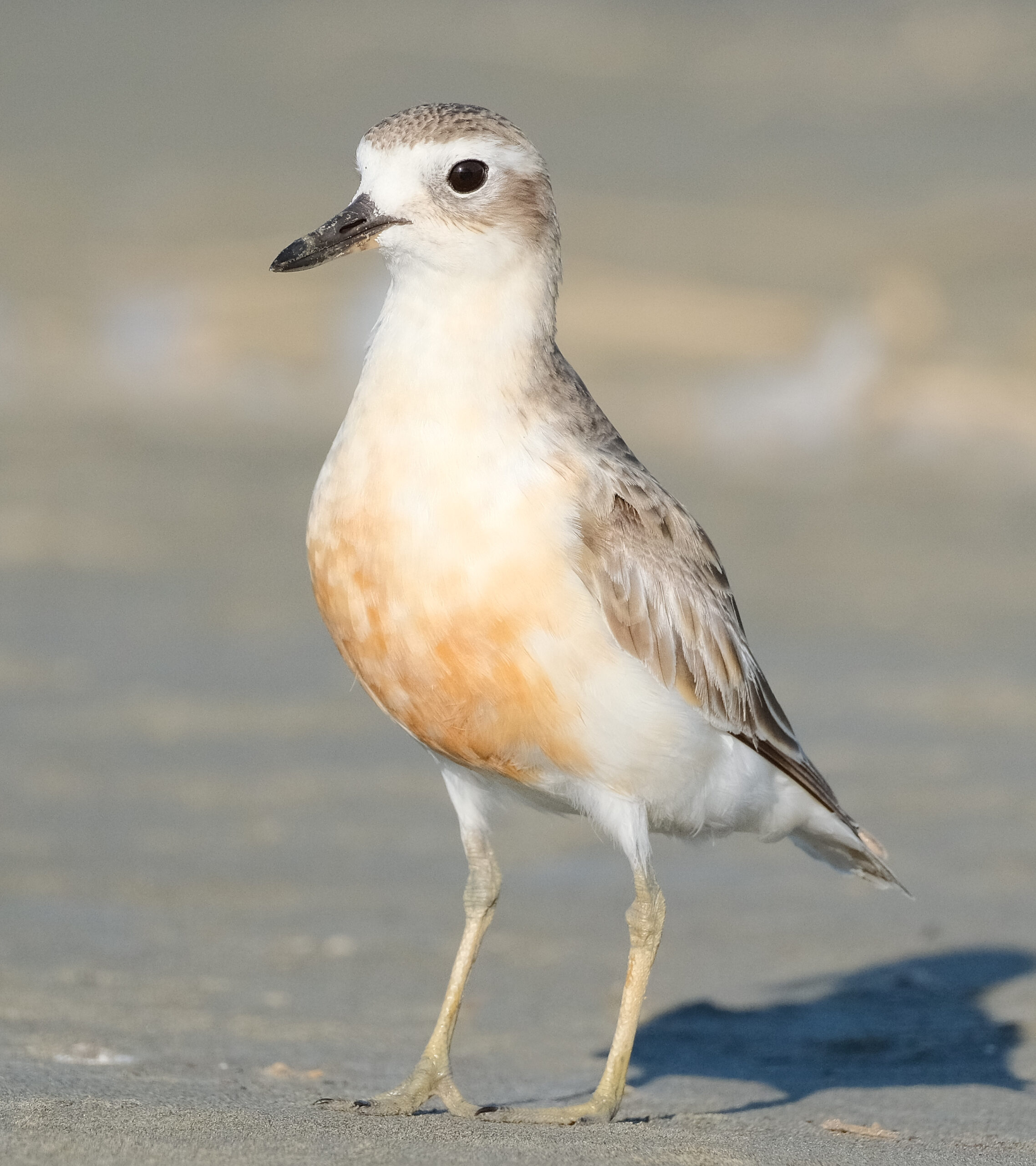 New Zealand dotterel standing on the sand at Waikanae Estuary