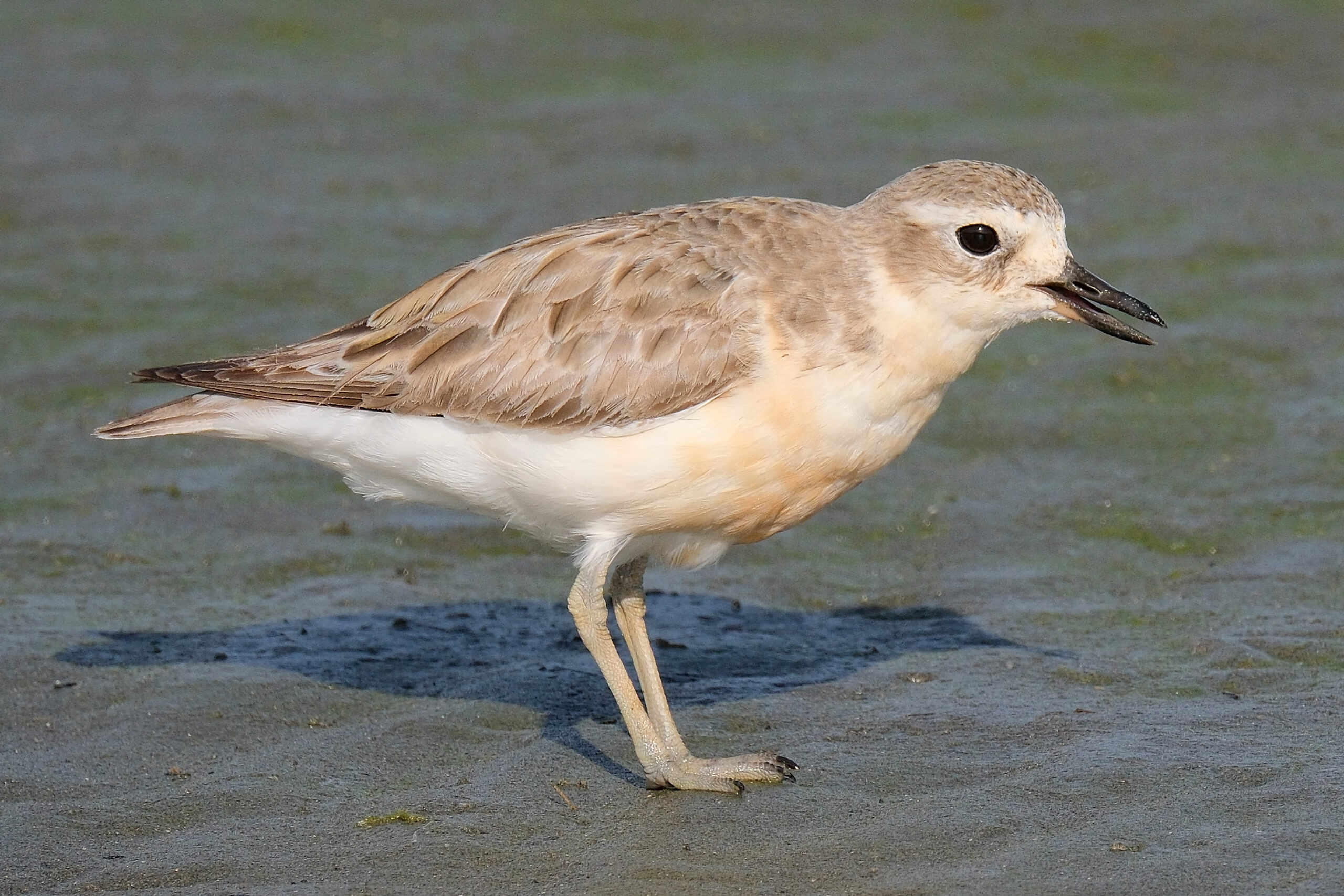 New Zealand dotterel standing on wet sand