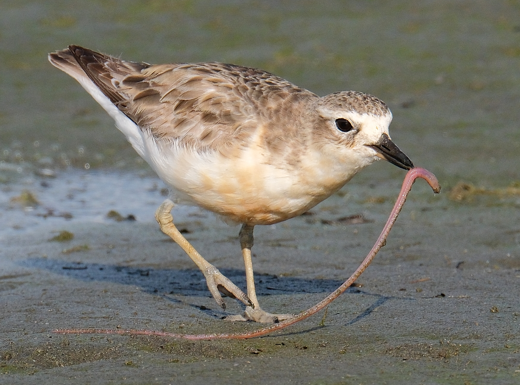 New Zealand dotterel with a long worm