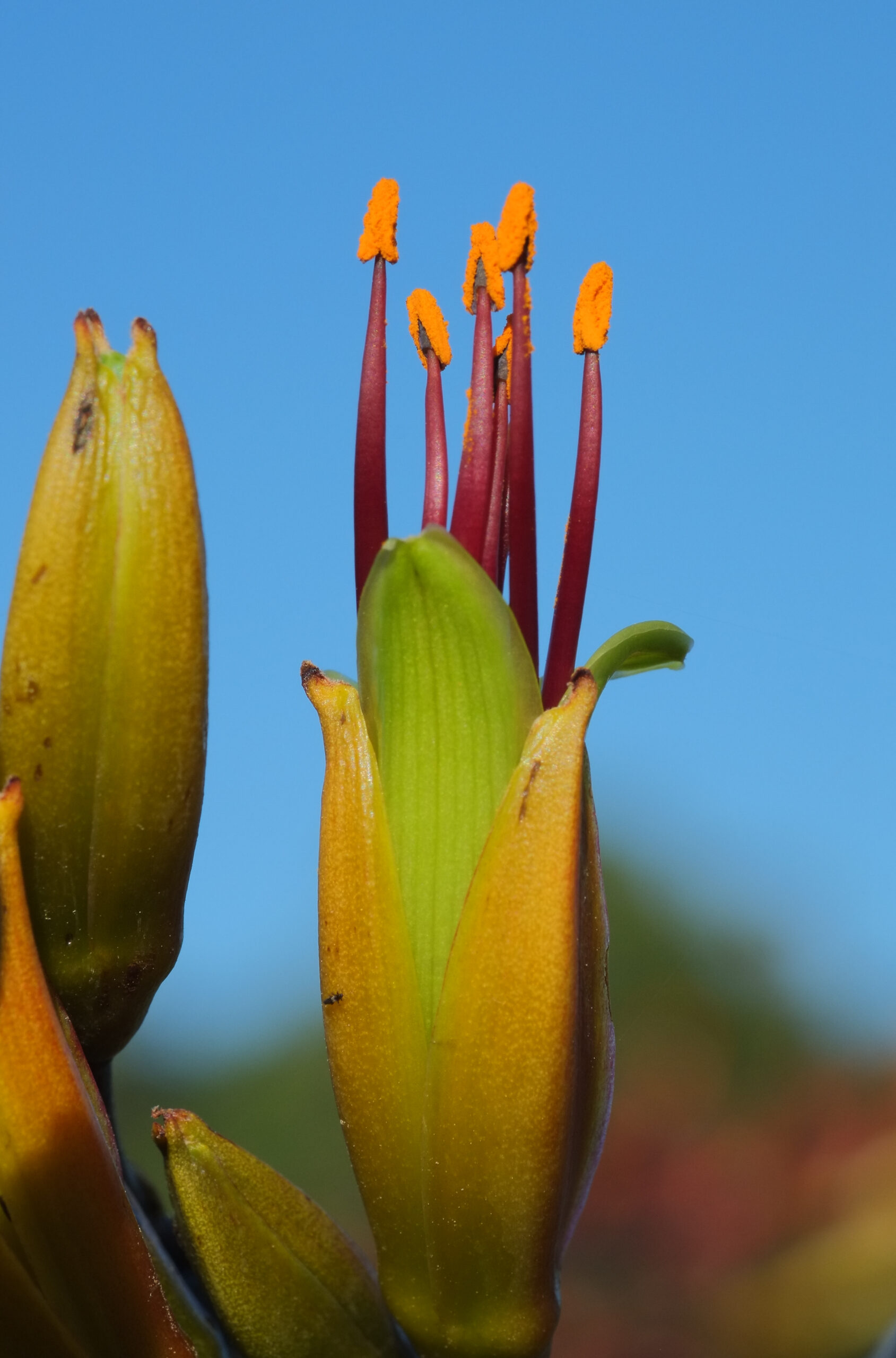 New Zealand flax flower against blue sky (Phormium tenax)