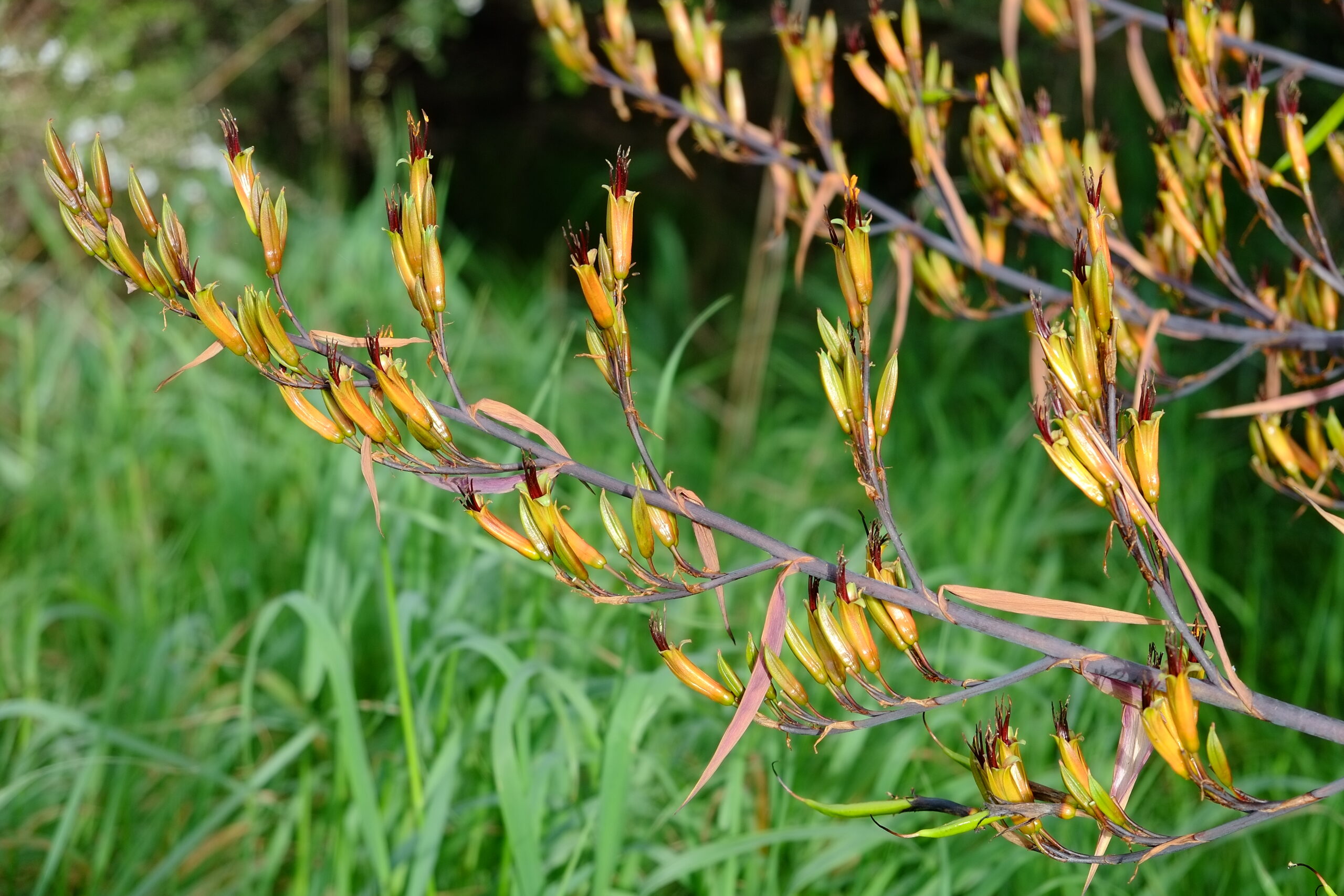 New Zealand flax in flower close-up