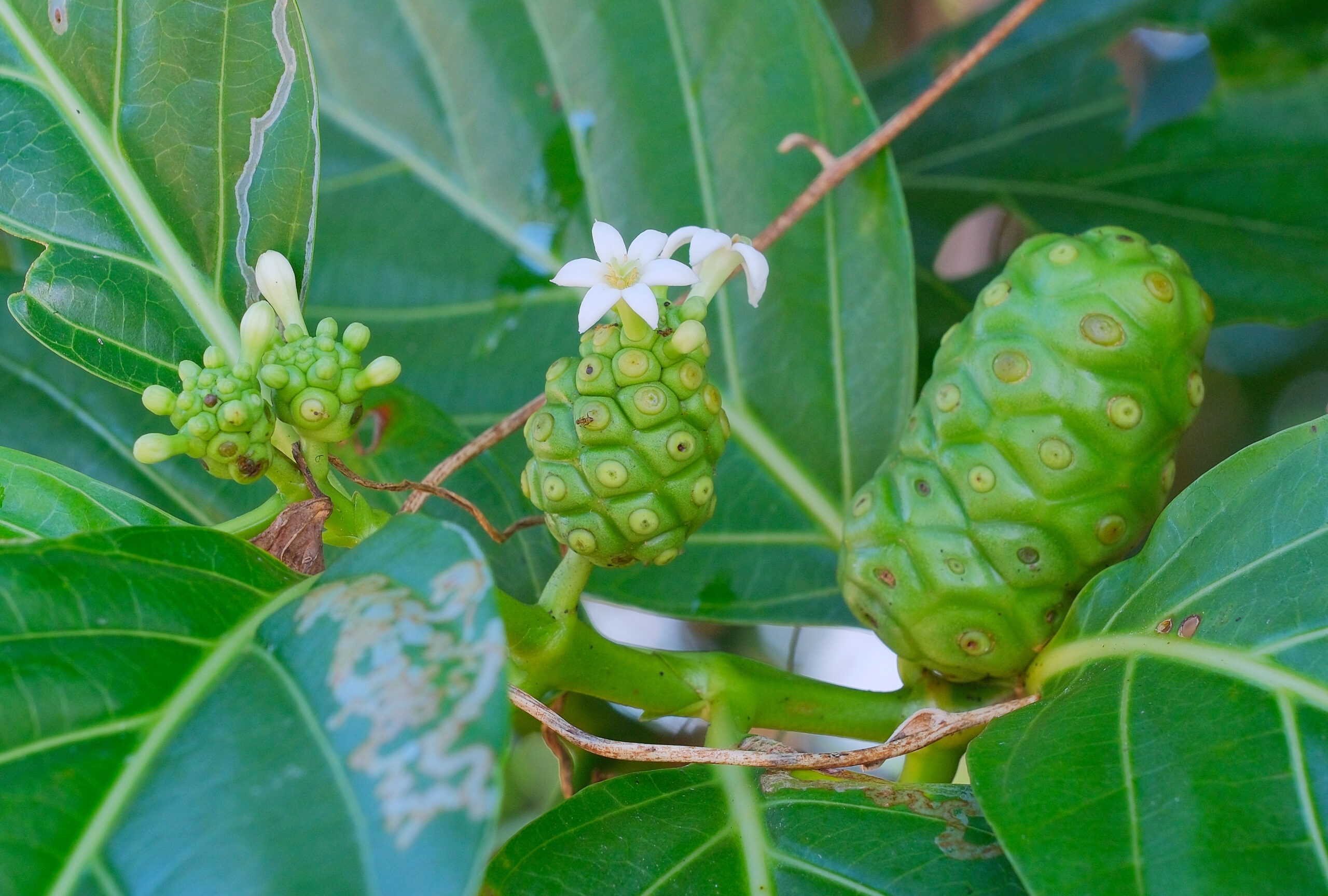 Noni (Morinda citrifolia) flowers and unripe fruit (Niue)