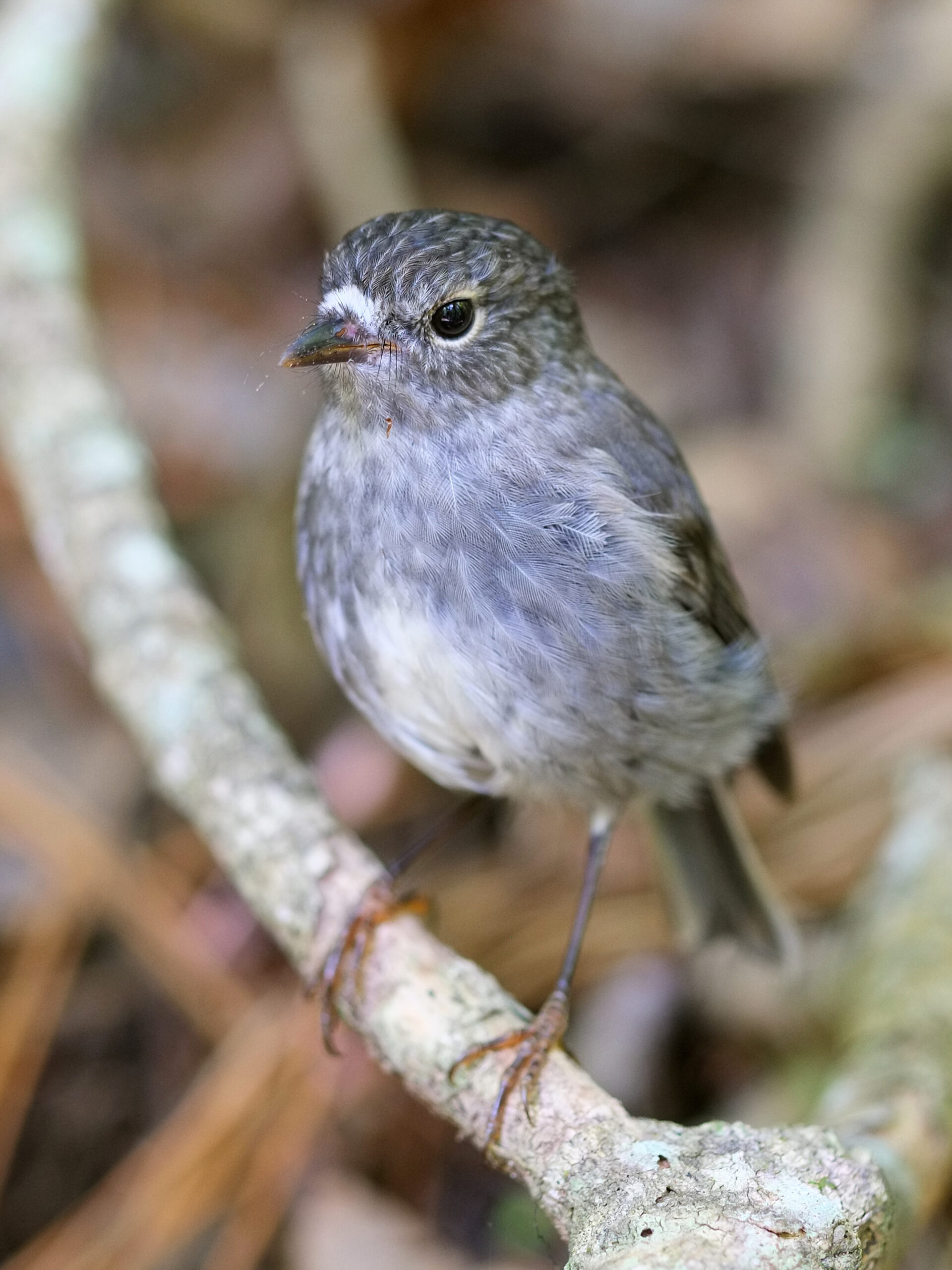 North Island Robin perched on a branch